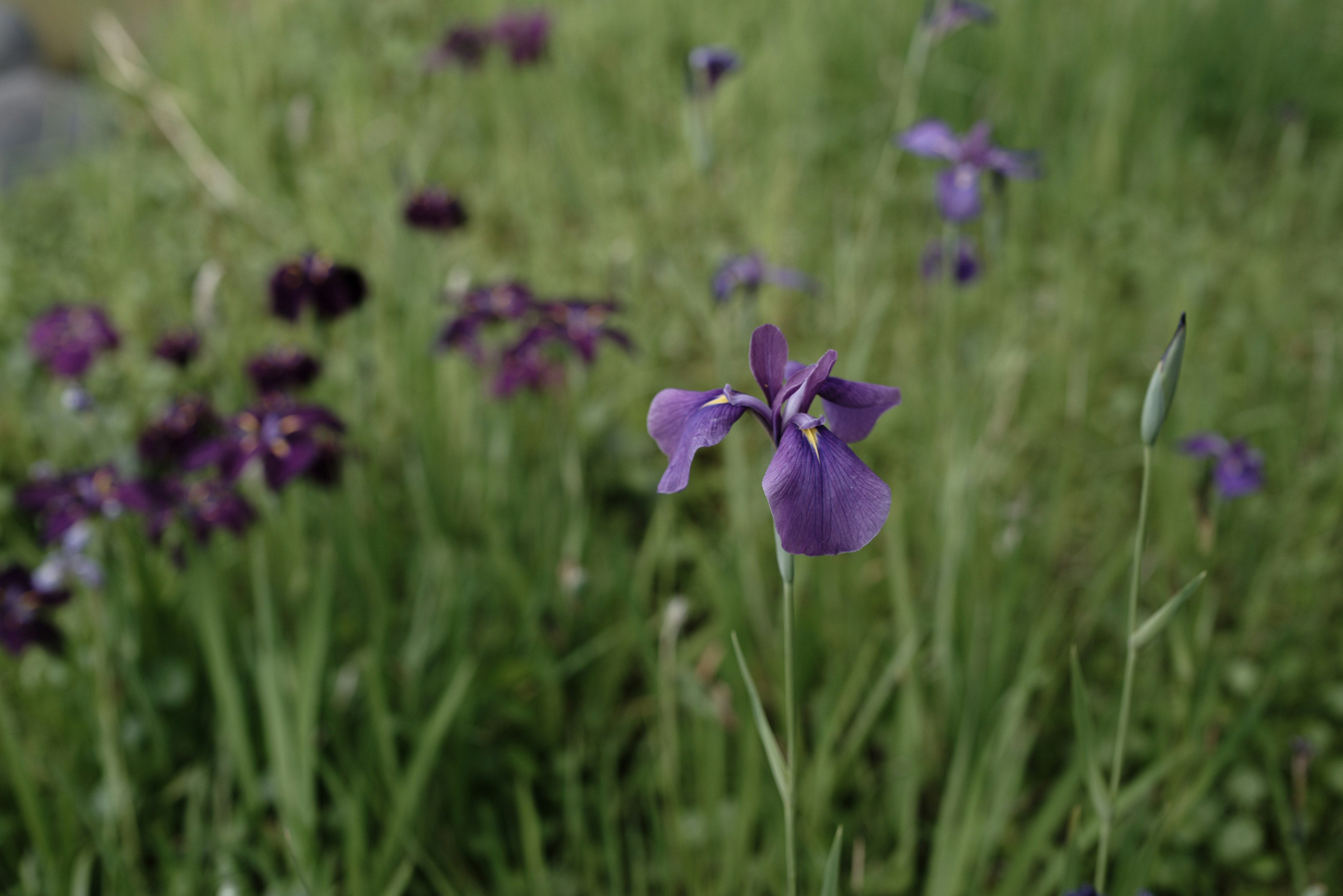 Ein Feld mit lila Blumen und grünem Gras