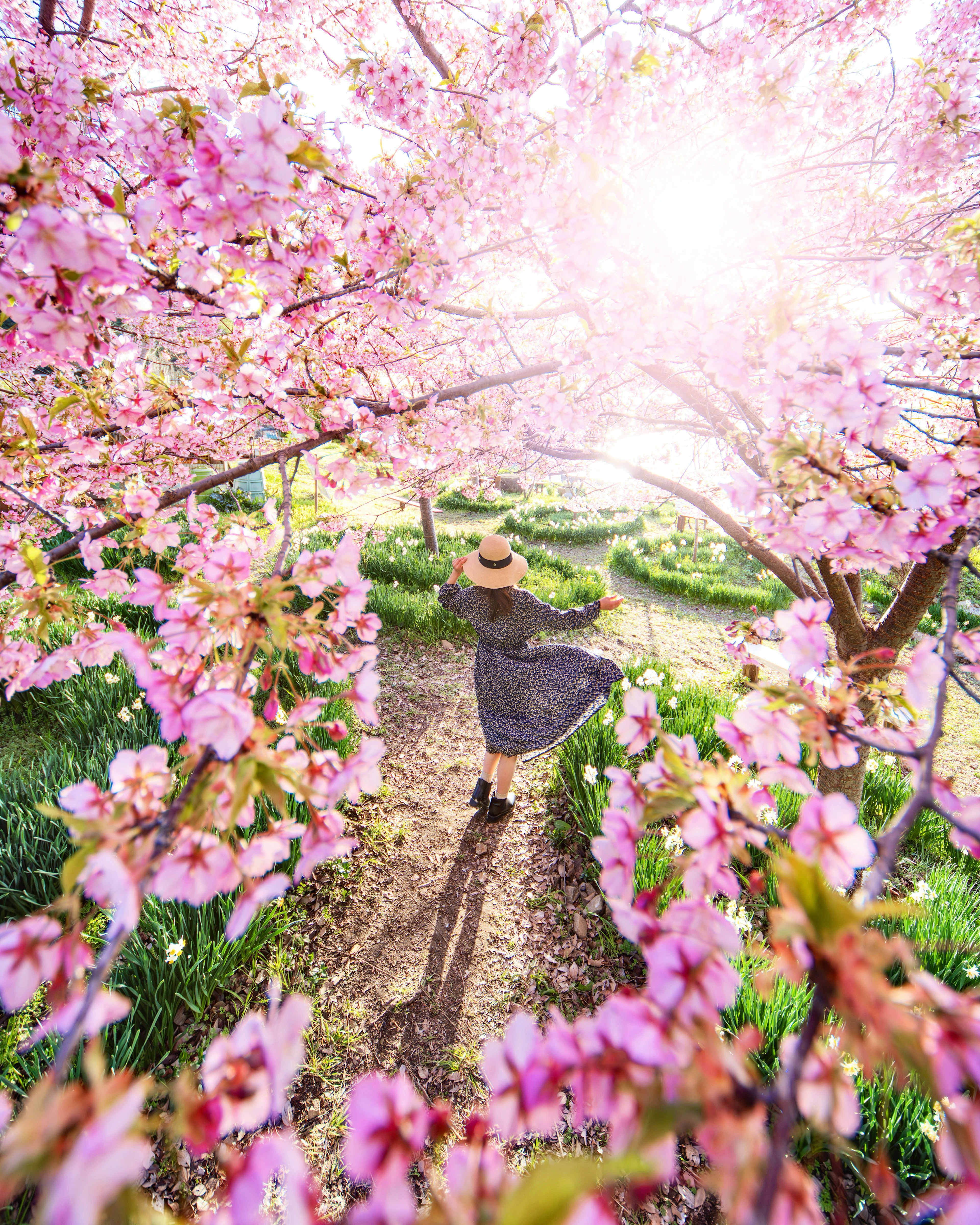 A woman dancing under cherry blossom trees with bright sunlight, colorful flowers in the background