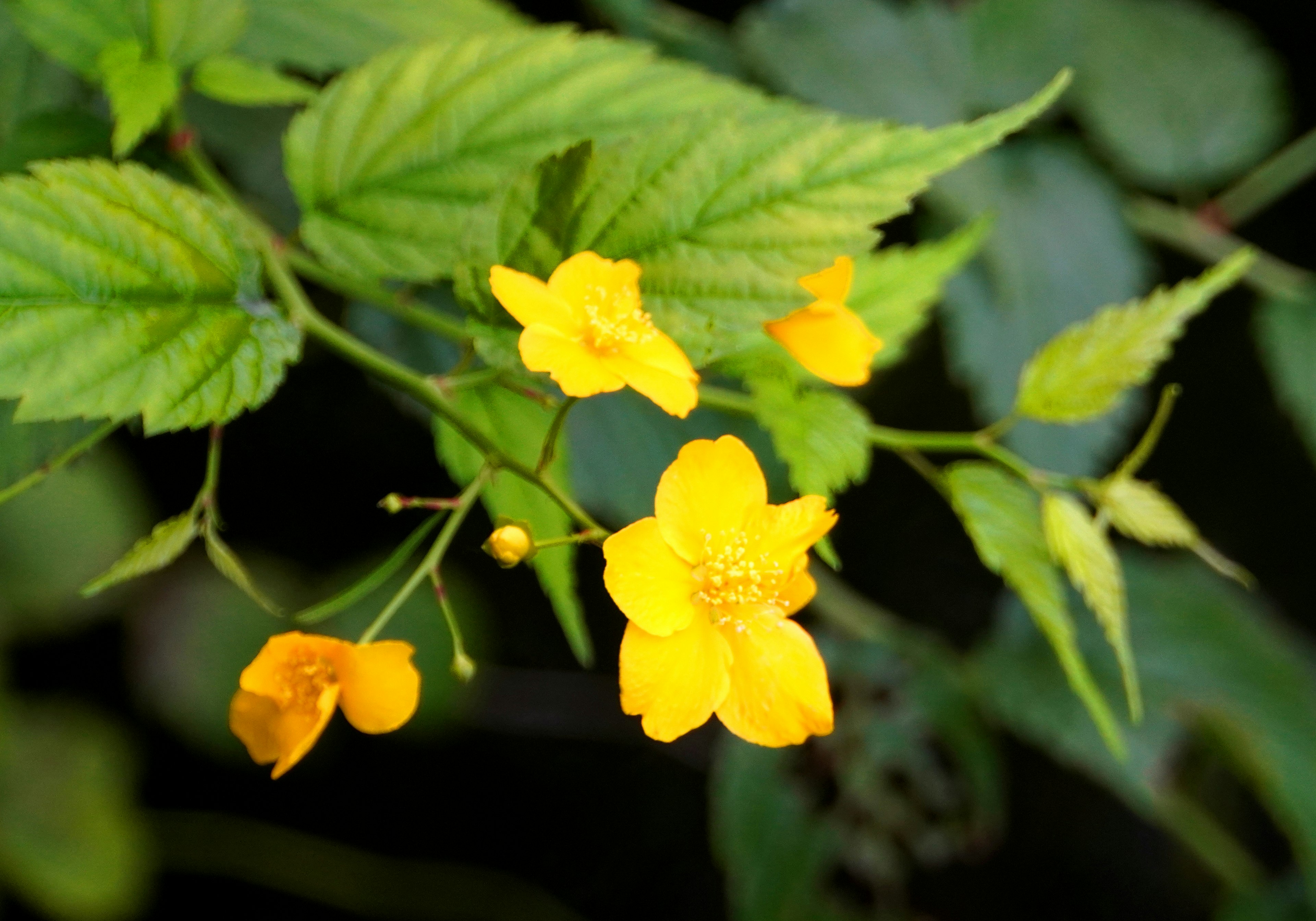 Primer plano de una planta con flores amarillas brillantes y hojas verdes