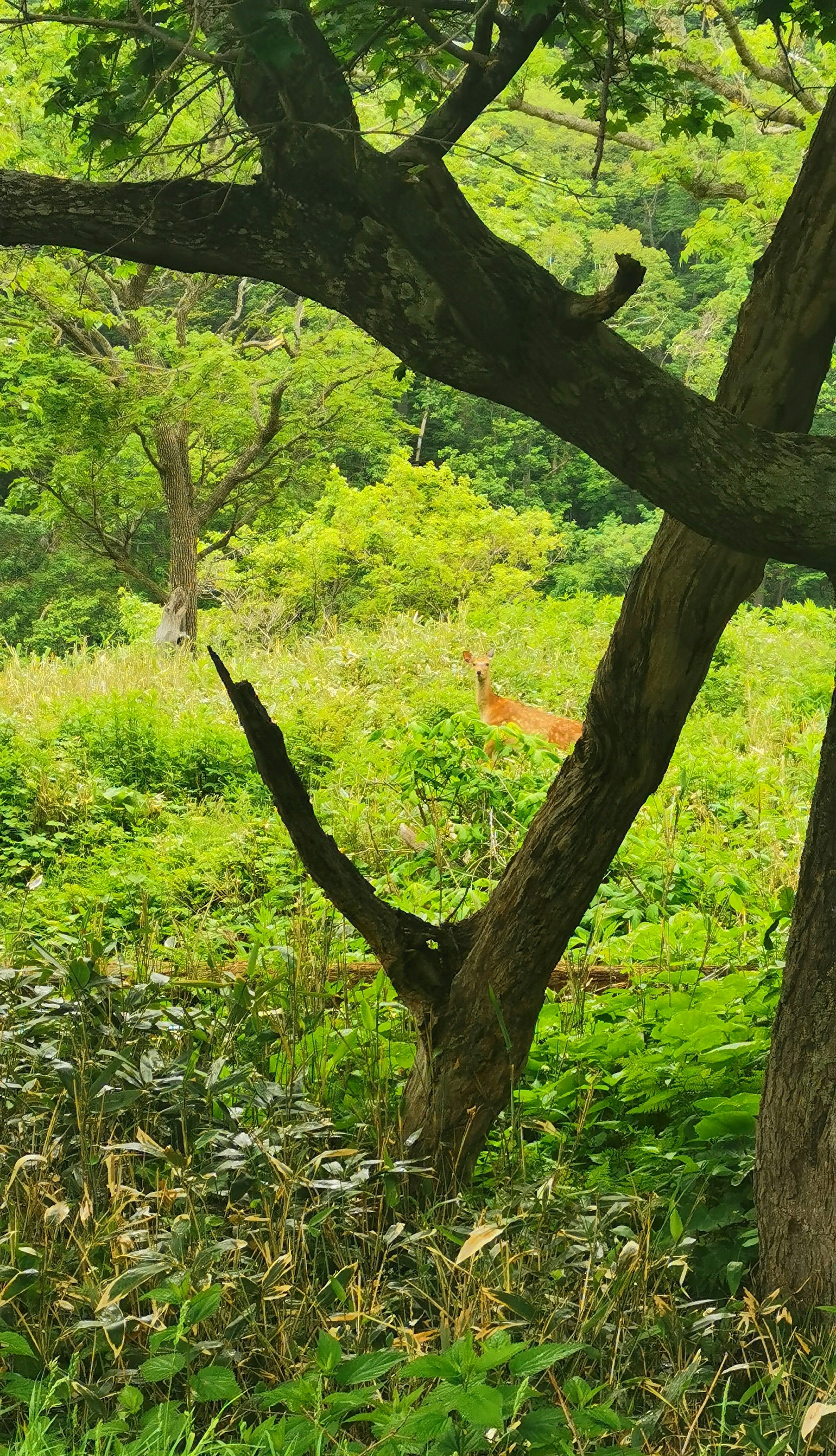 Eine Landschaft mit einem Baum und üppigem Grün