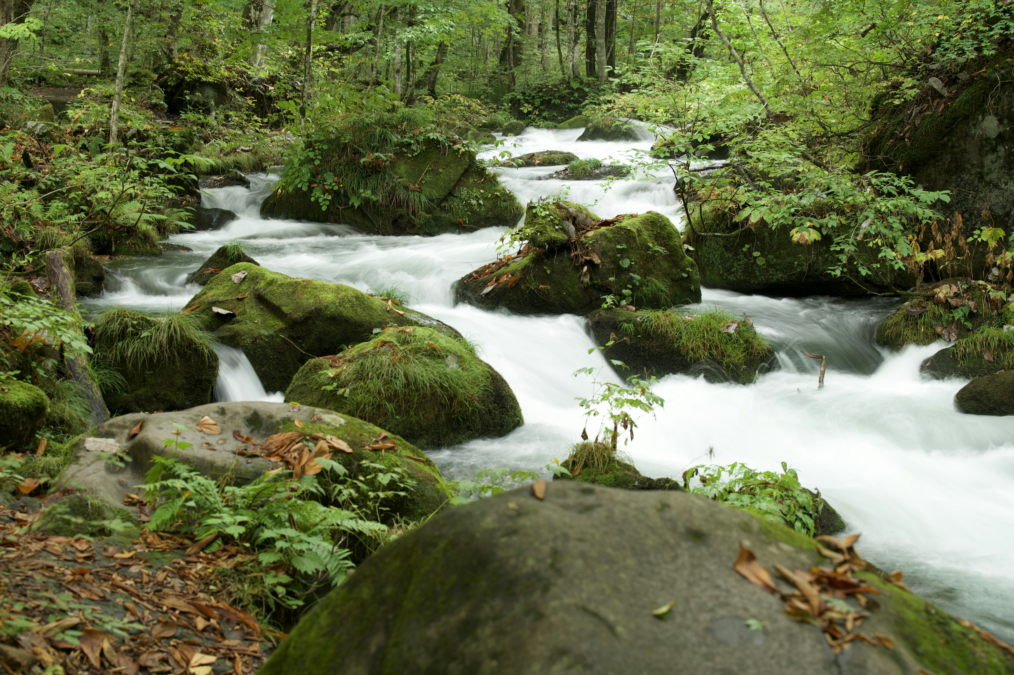 Un hermoso paisaje de un río fluyendo sobre rocas rodeadas de vegetación