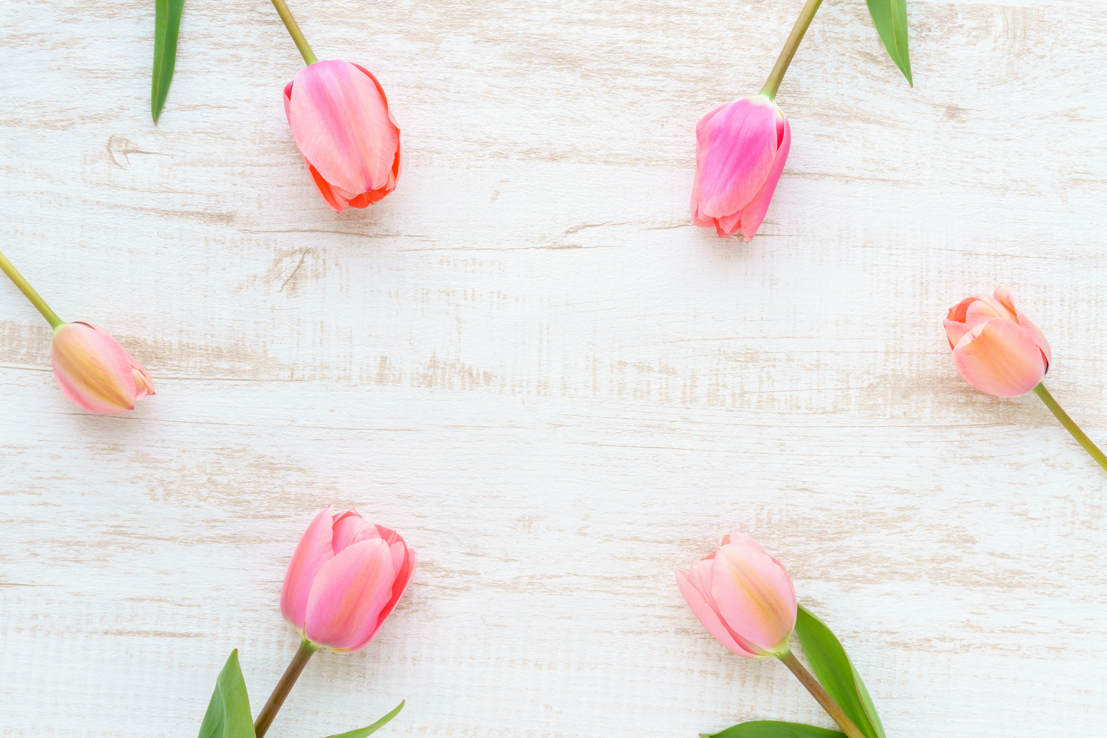 Des tulipes roses disposées sur une surface en bois blanc