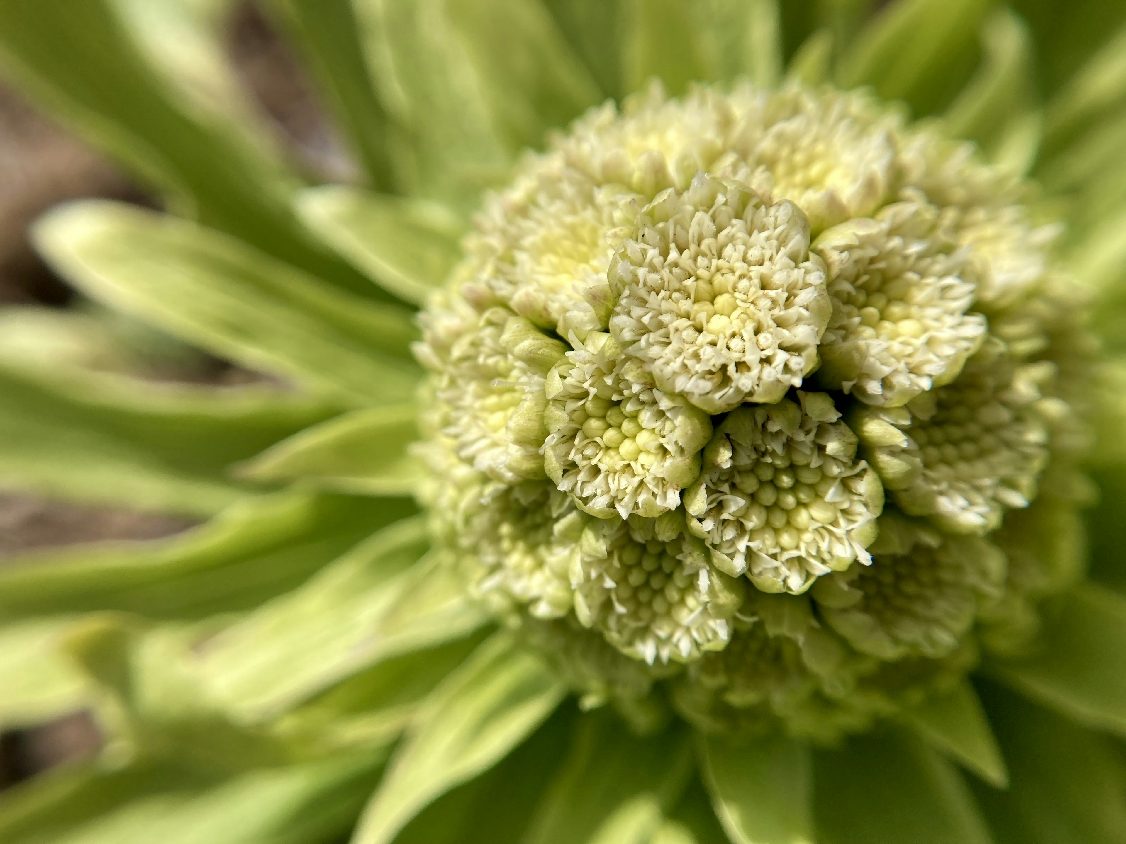 Close-up dari kuncup bunga hijau dengan detail rumit