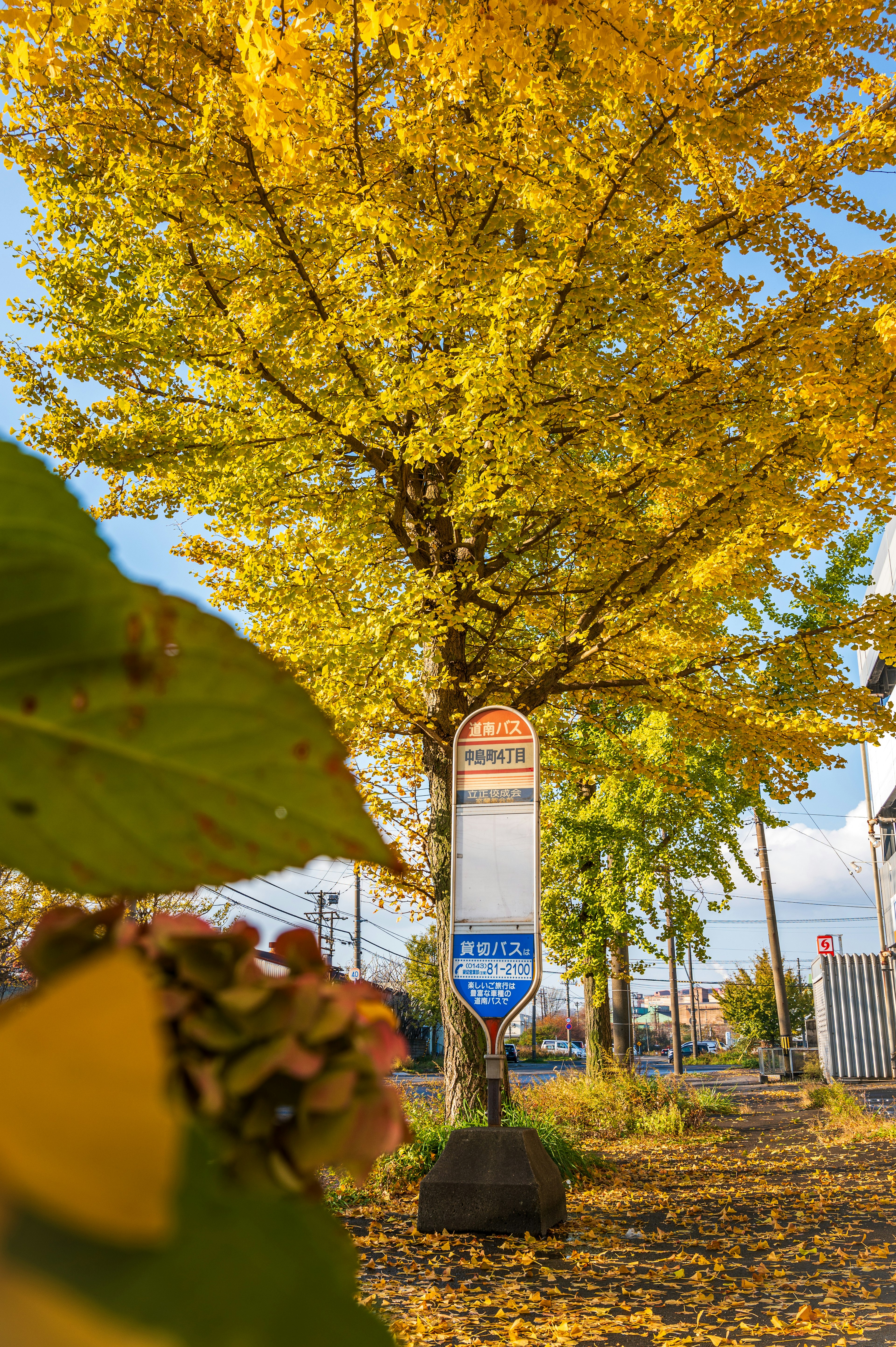 秋の葉が美しい街路樹とバス停の風景