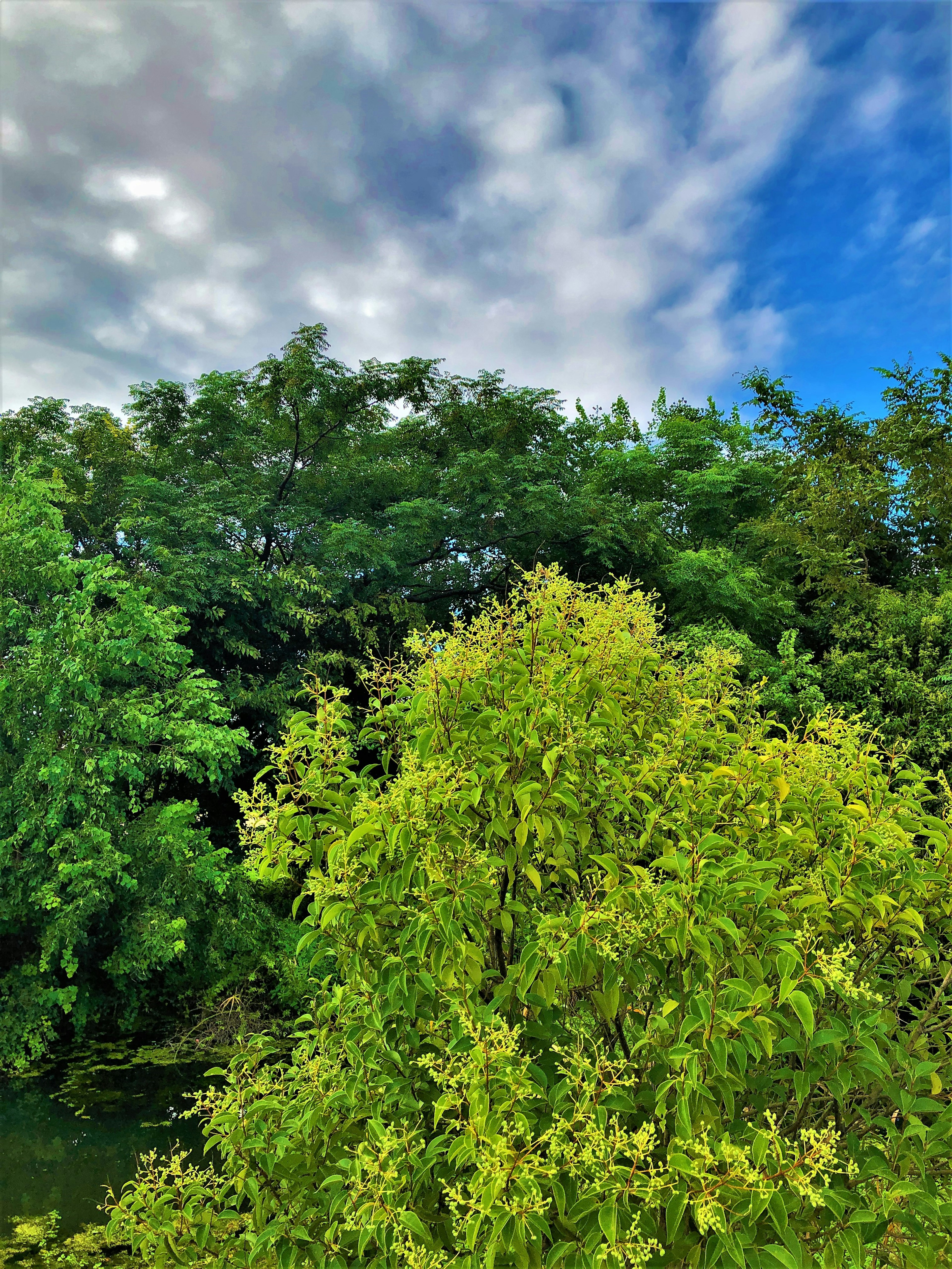 Üppige grüne Bäume unter einem blauen Himmel mit Wolken