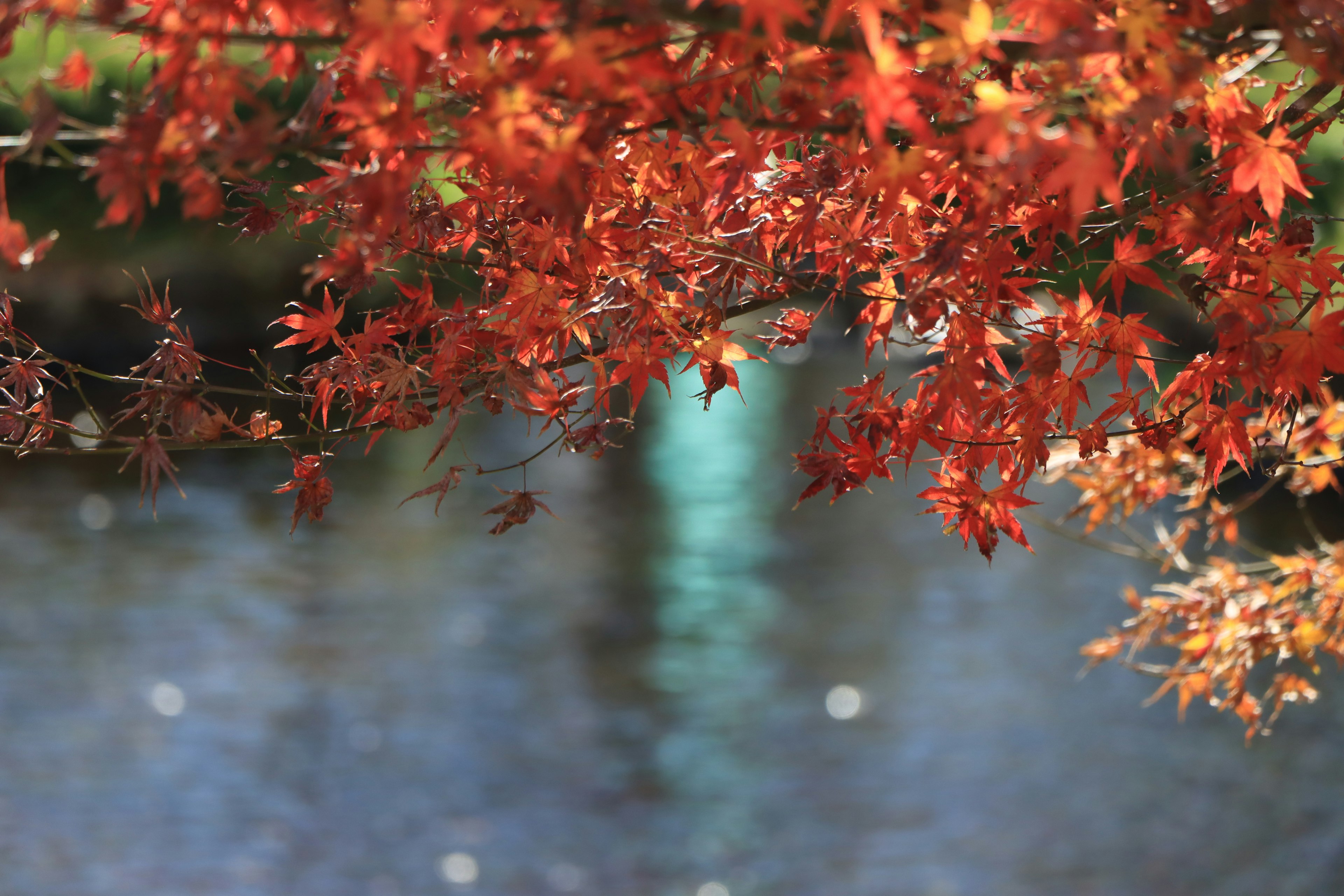 Herbstblätter, die sich auf der Wasseroberfläche spiegeln