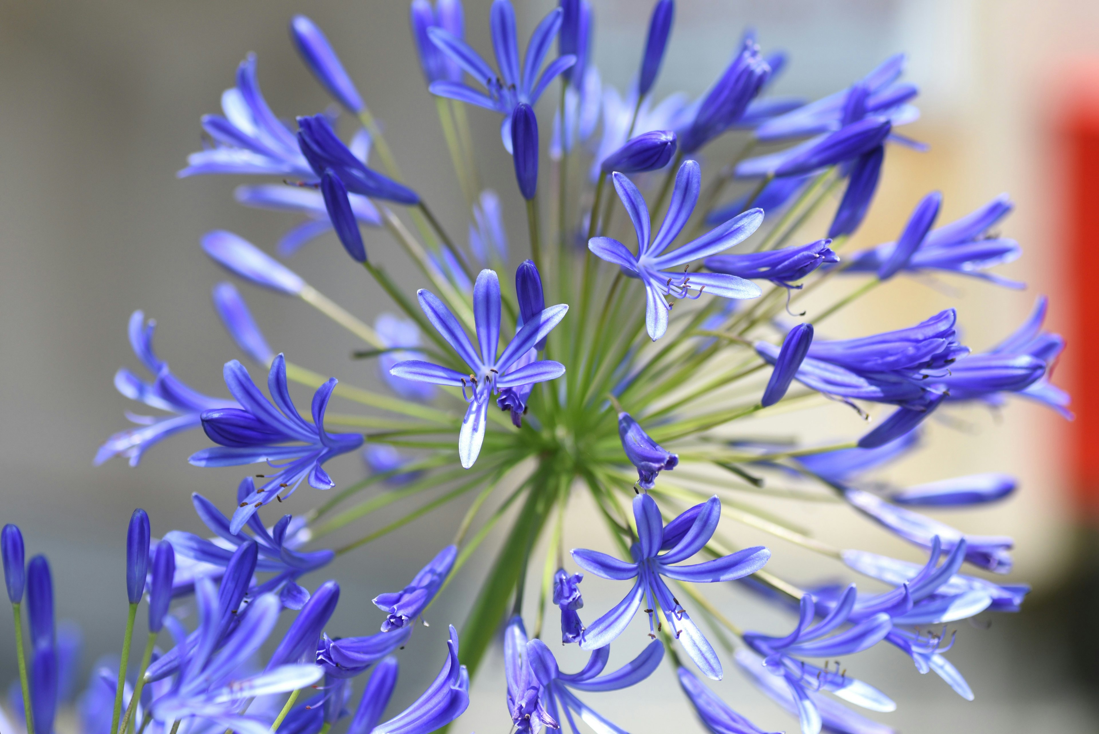 Primer plano de un grupo de flores moradas vibrantes