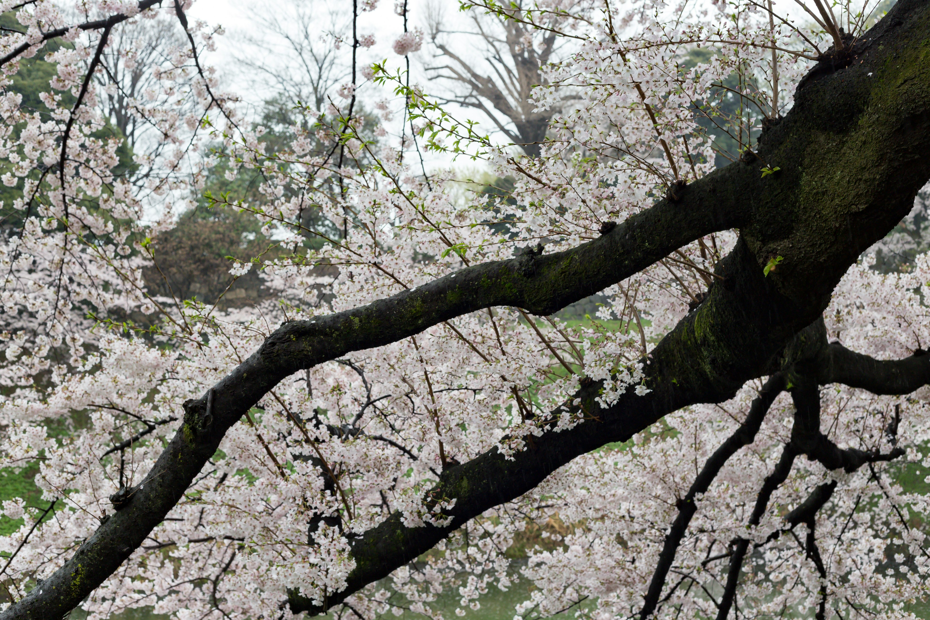 桜の花が咲いている枝の詳細