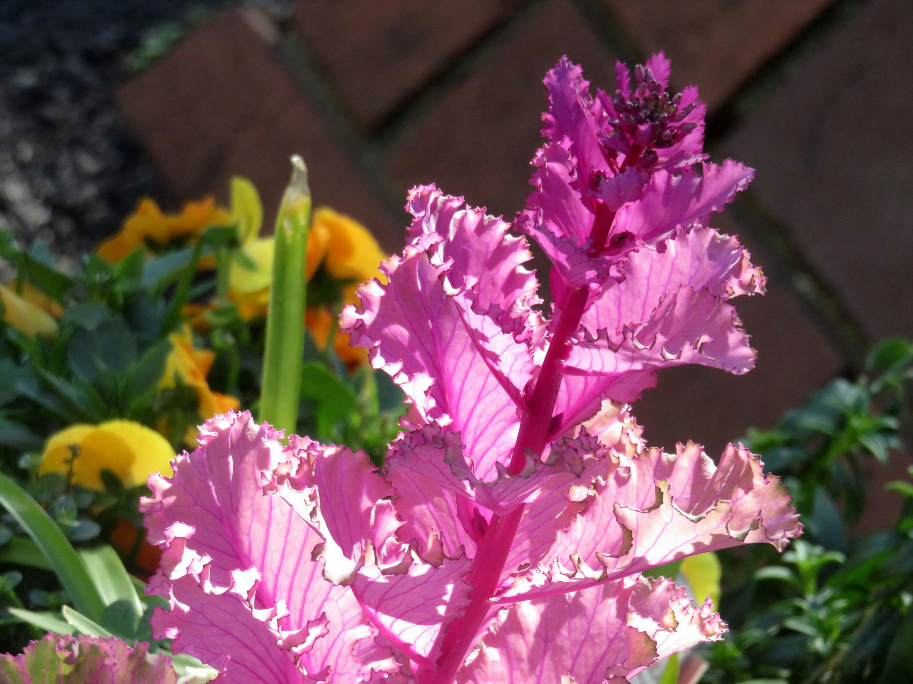 Primo piano di una pianta con foglie rosa vivaci circondata da fiori colorati