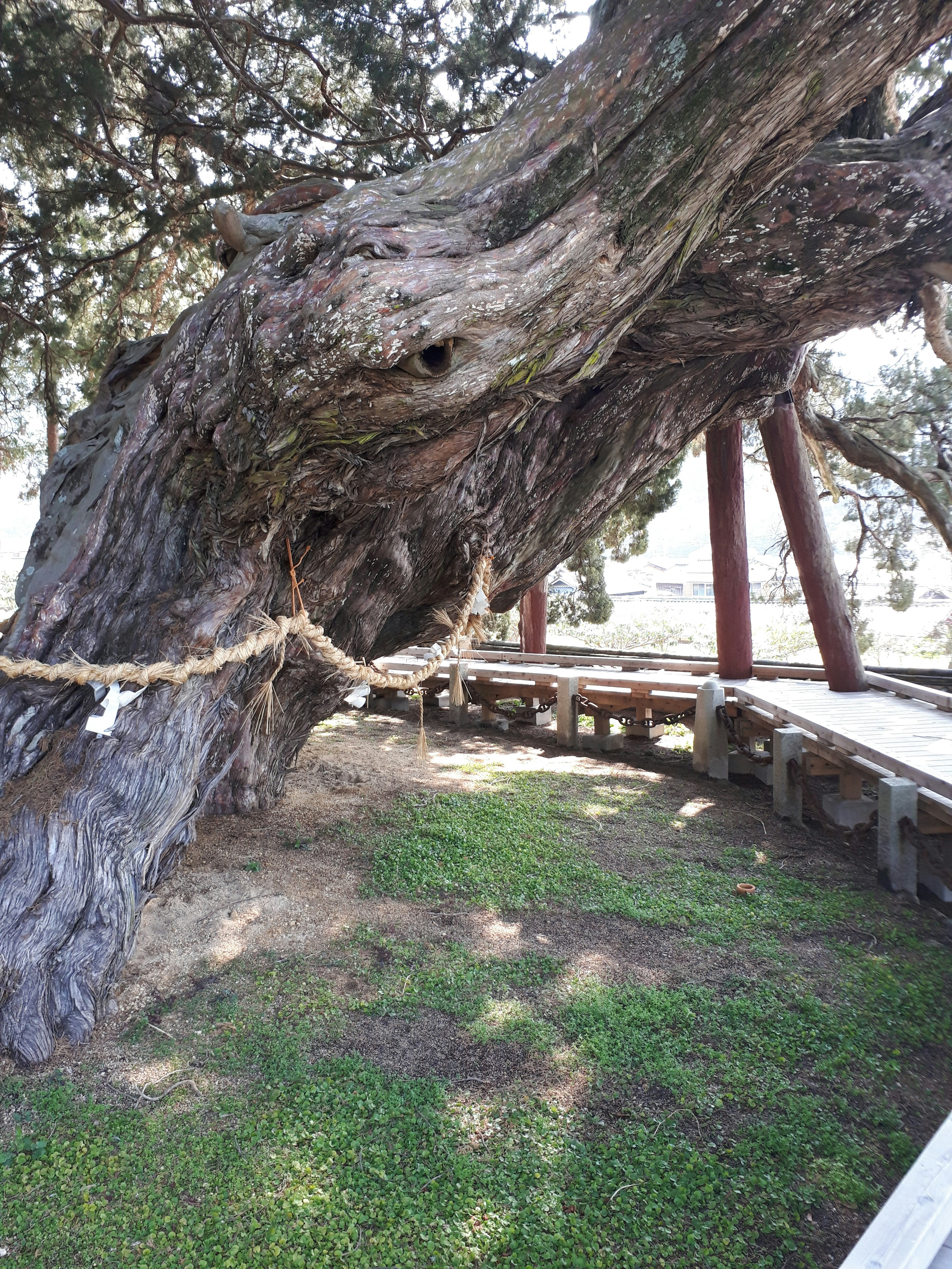 un arbre ancien avec un tronc noueux soutenu par une herbe verte environnante