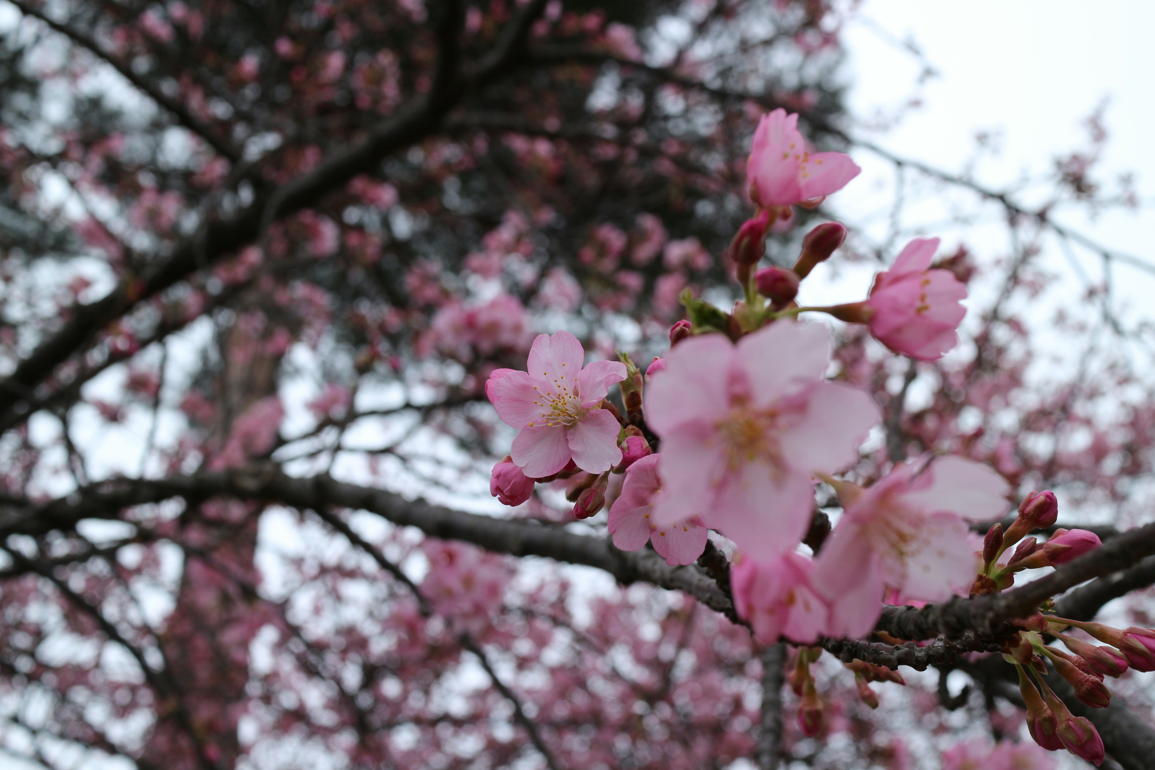 Nahaufnahme von hellrosa Kirschblüten, die an Zweigen blühen, mit verschwommenen Bäumen im Hintergrund