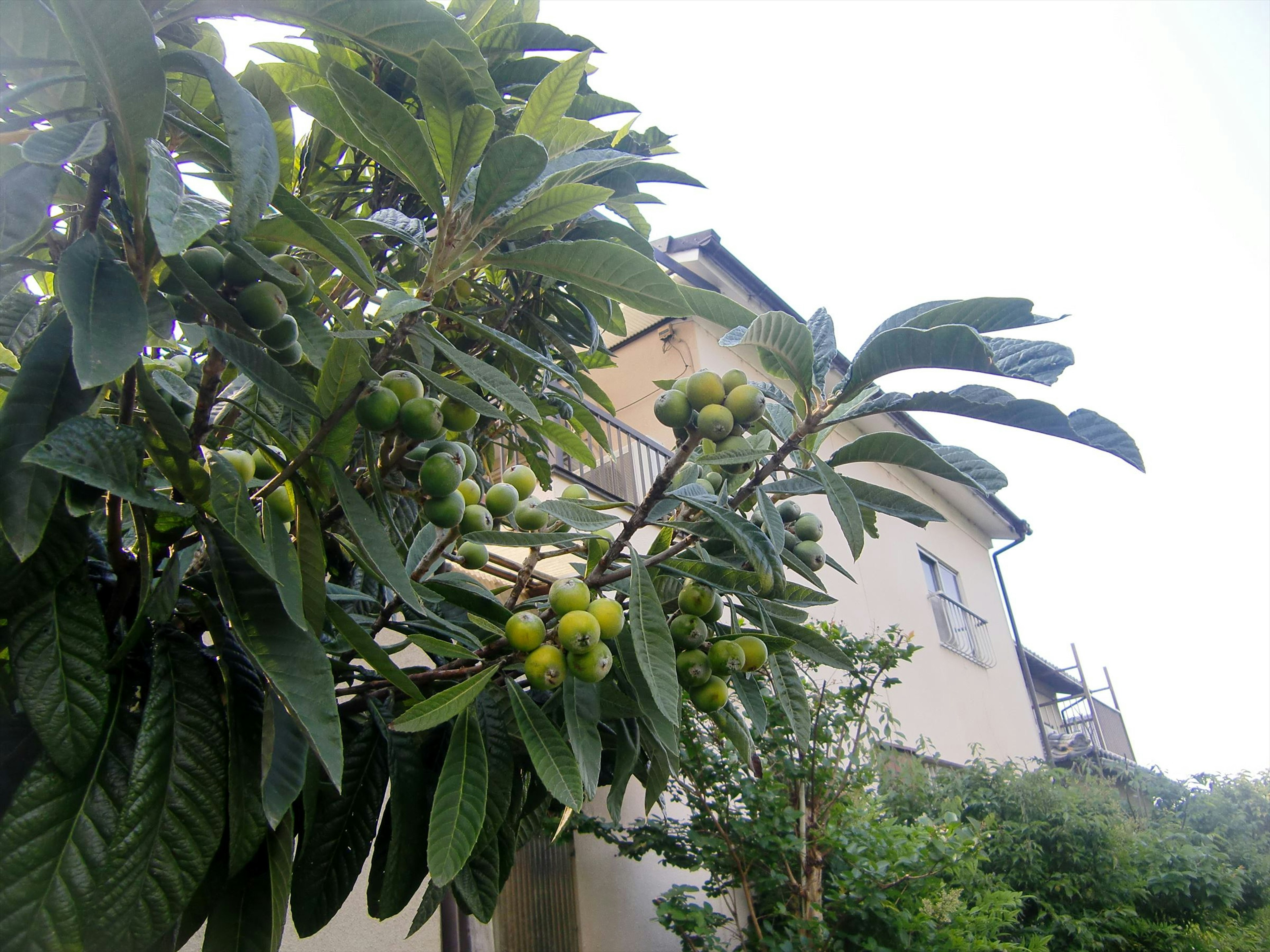 Fruchttragender Baum mit grünen Blättern in der Nähe eines Hauses