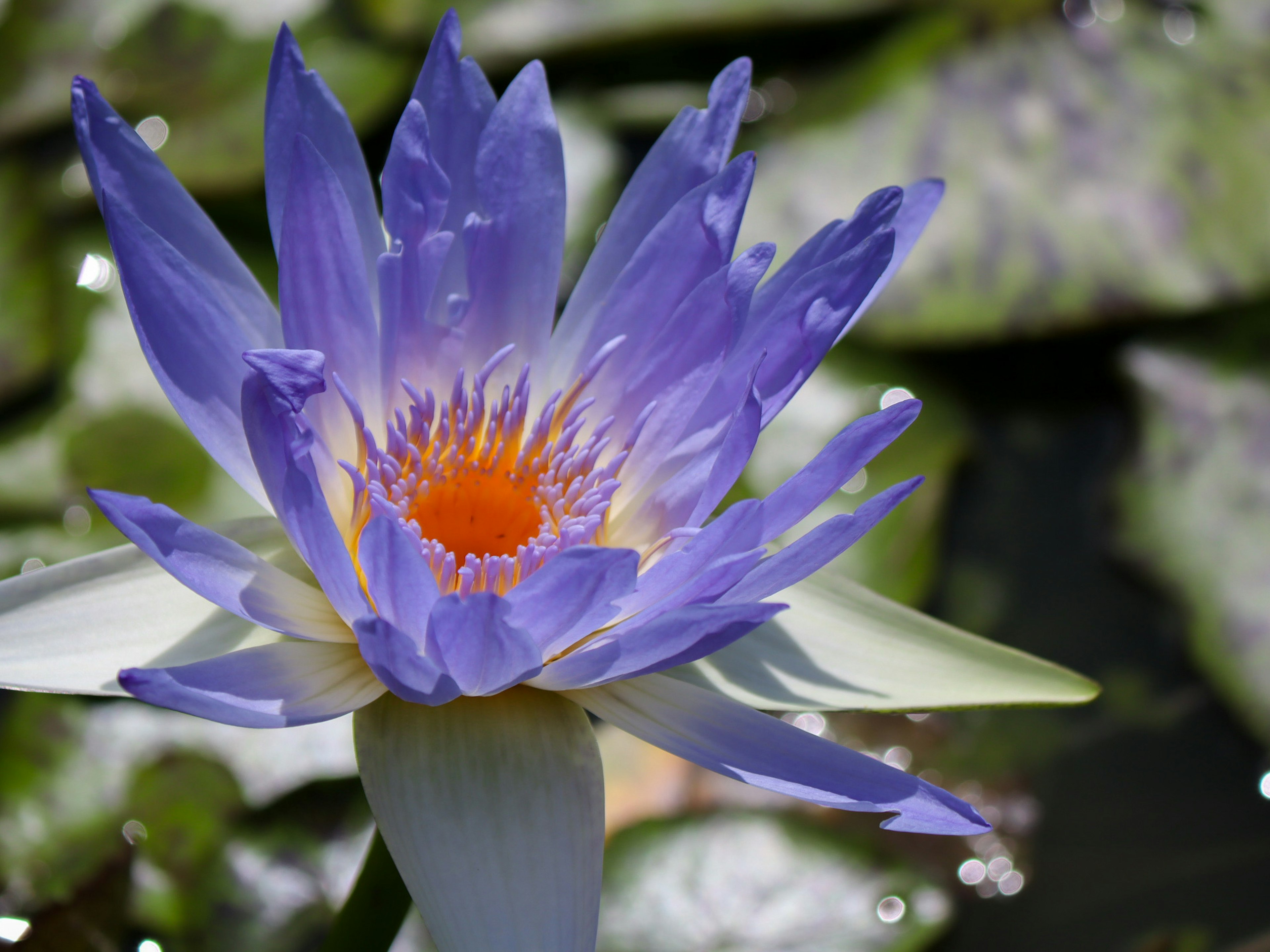 Hermosa flor de lirio acuático morado floreciendo en la superficie del agua