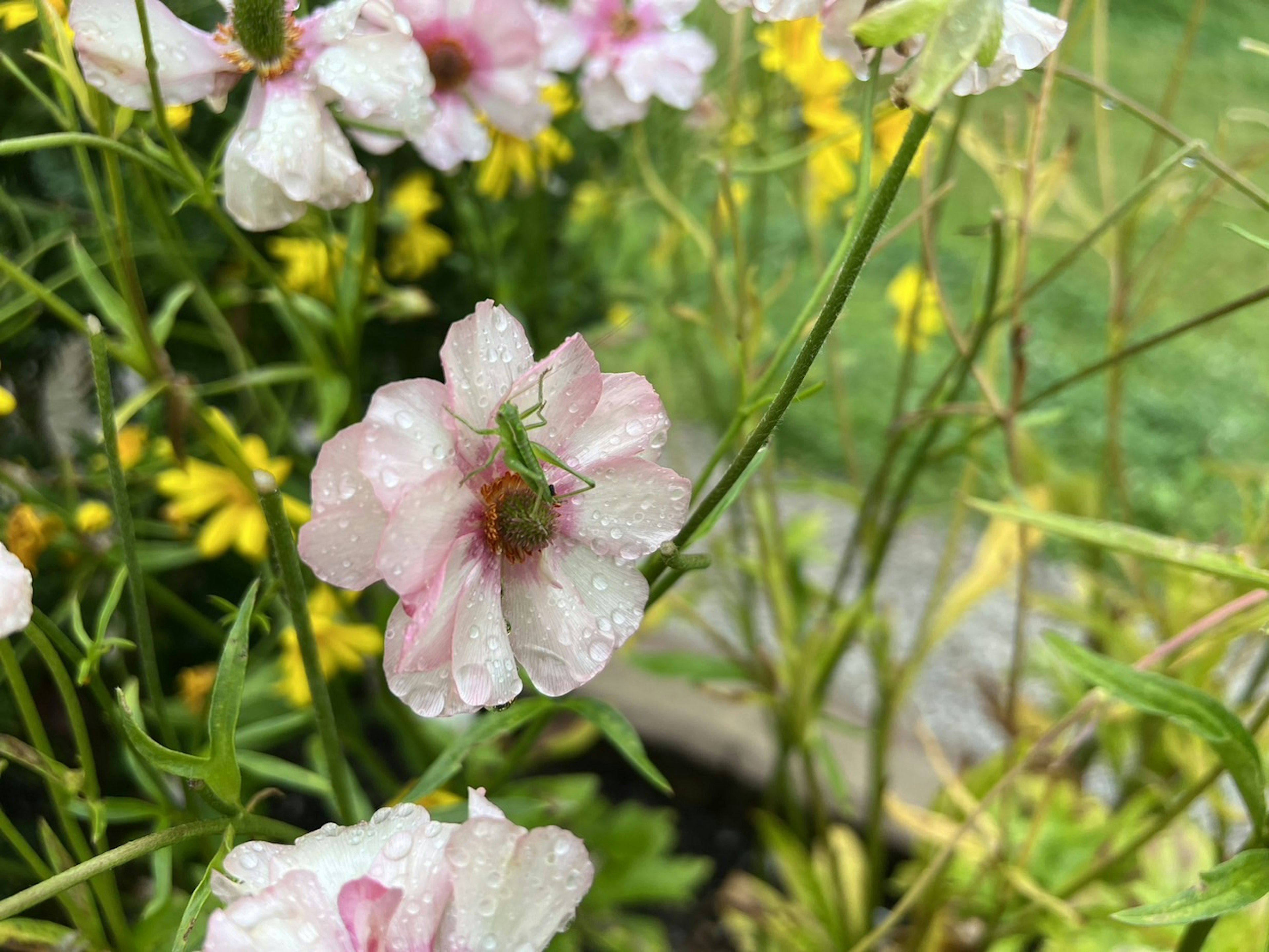 ピンクの花びらに水滴が付いた花と緑の草の背景