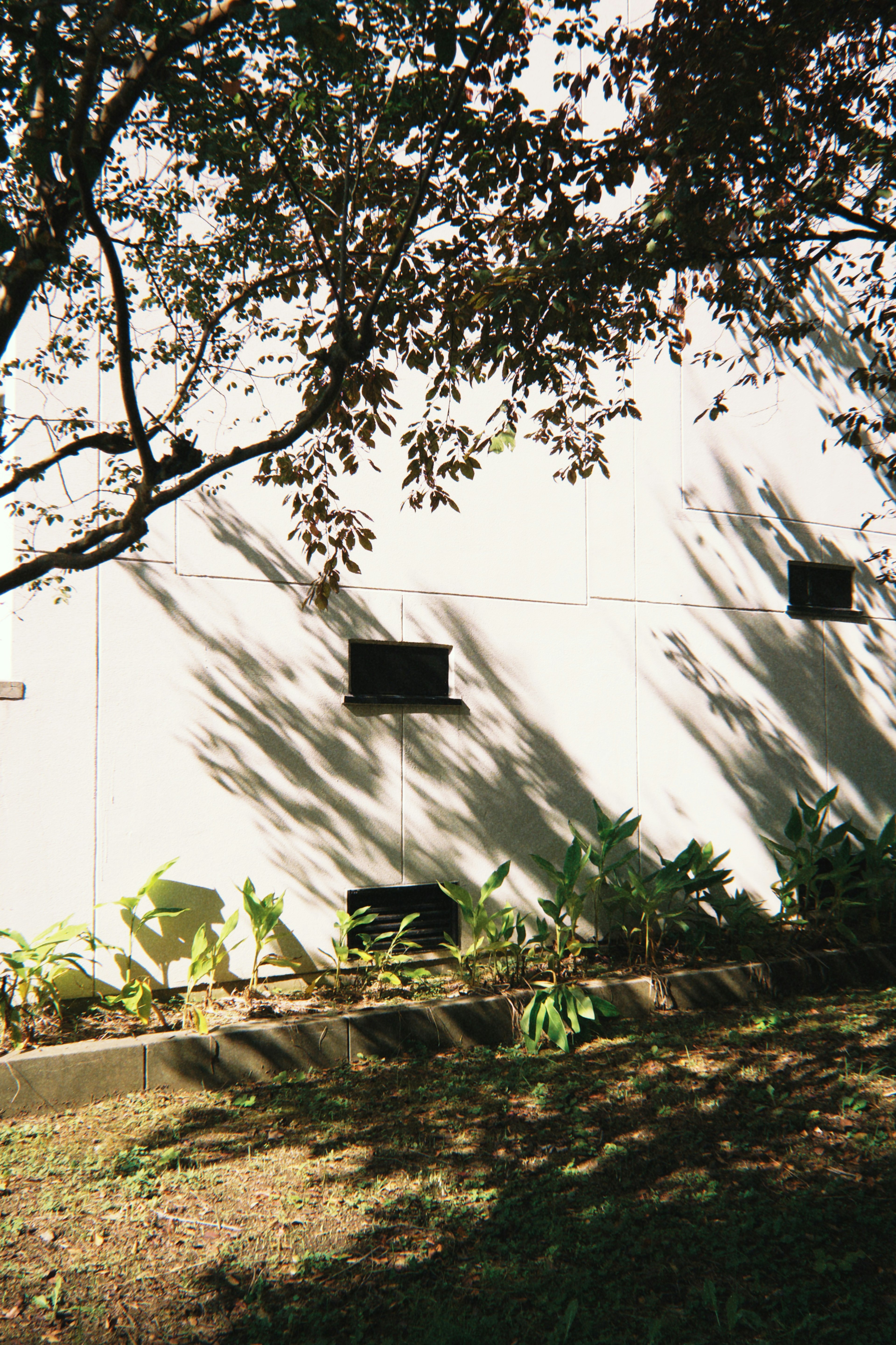 Side view of a white wall building with black windows green plants and tree shadows