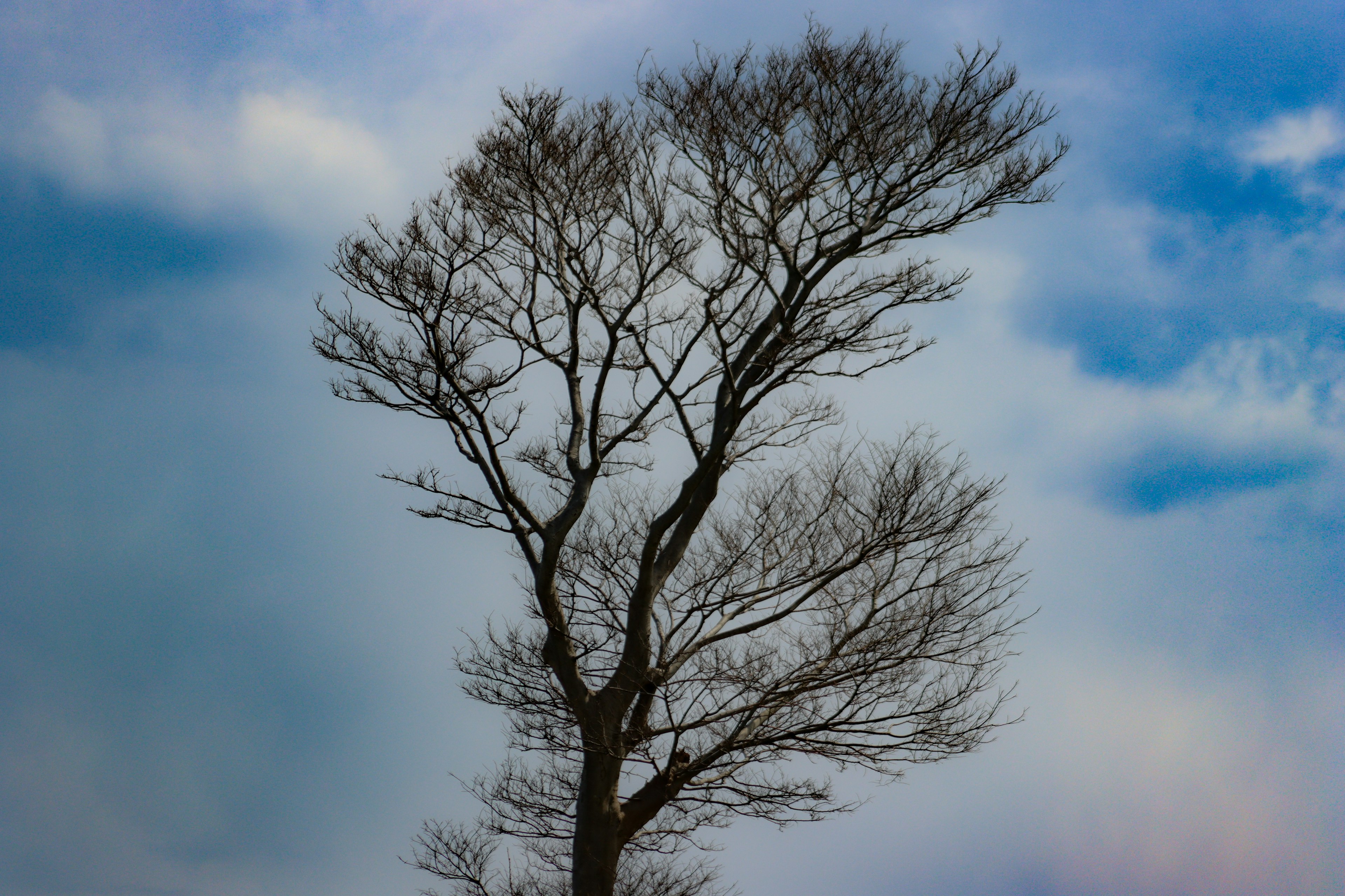 Silhouette of a barren tree against a winter sky