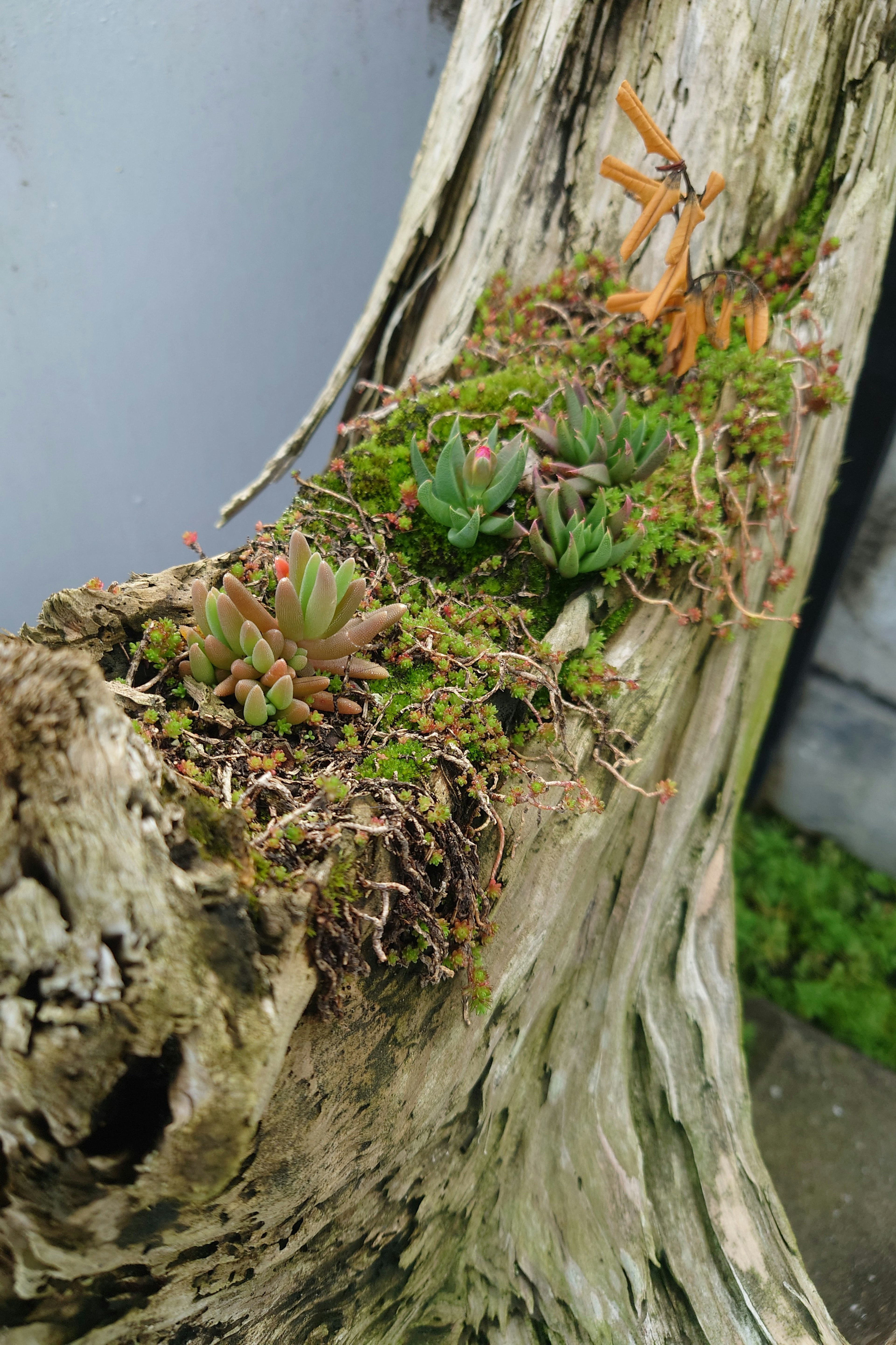 Collection of succulents and moss on a decayed tree trunk