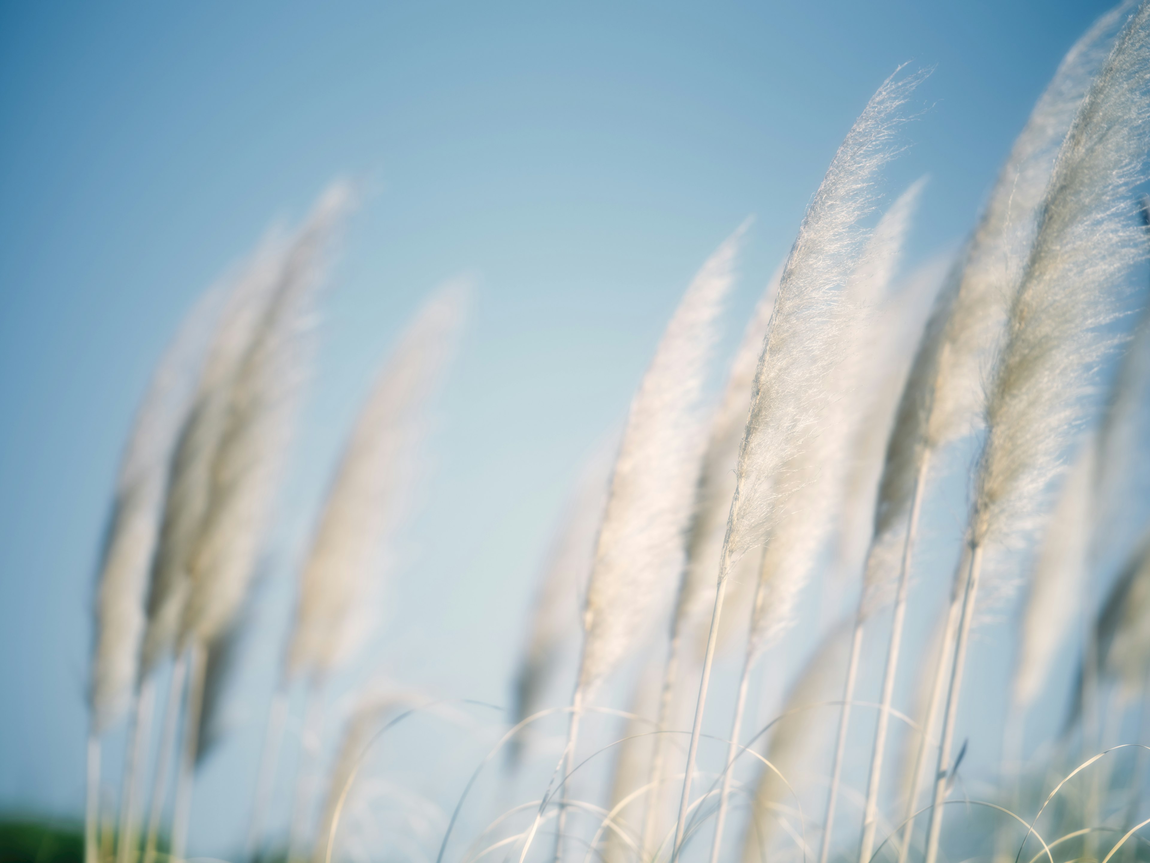 Paysage doux d'herbe avec des plumets se balançant sous un ciel bleu