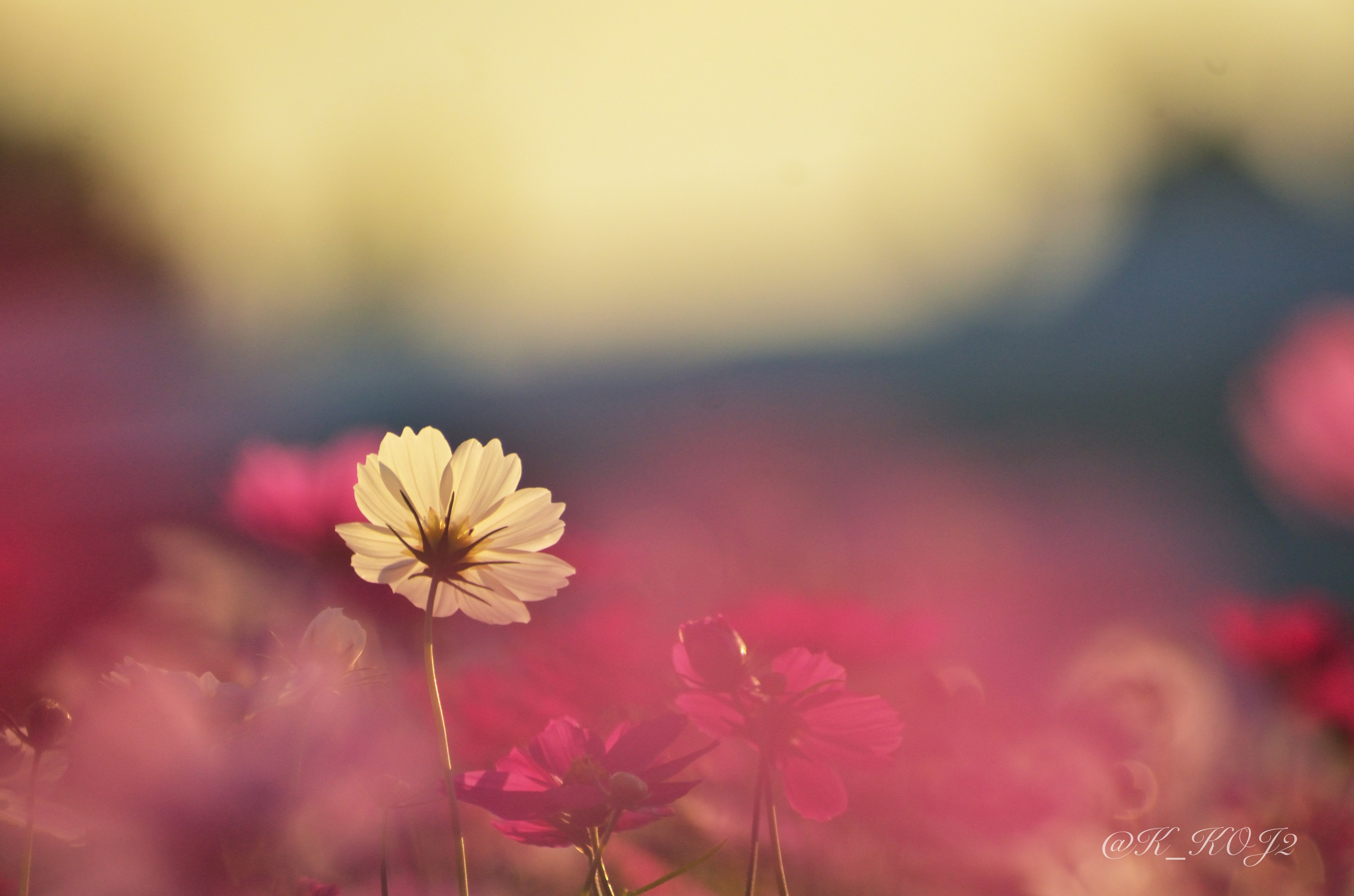 Eine herausragende weiße Blume zwischen bunten Blumen