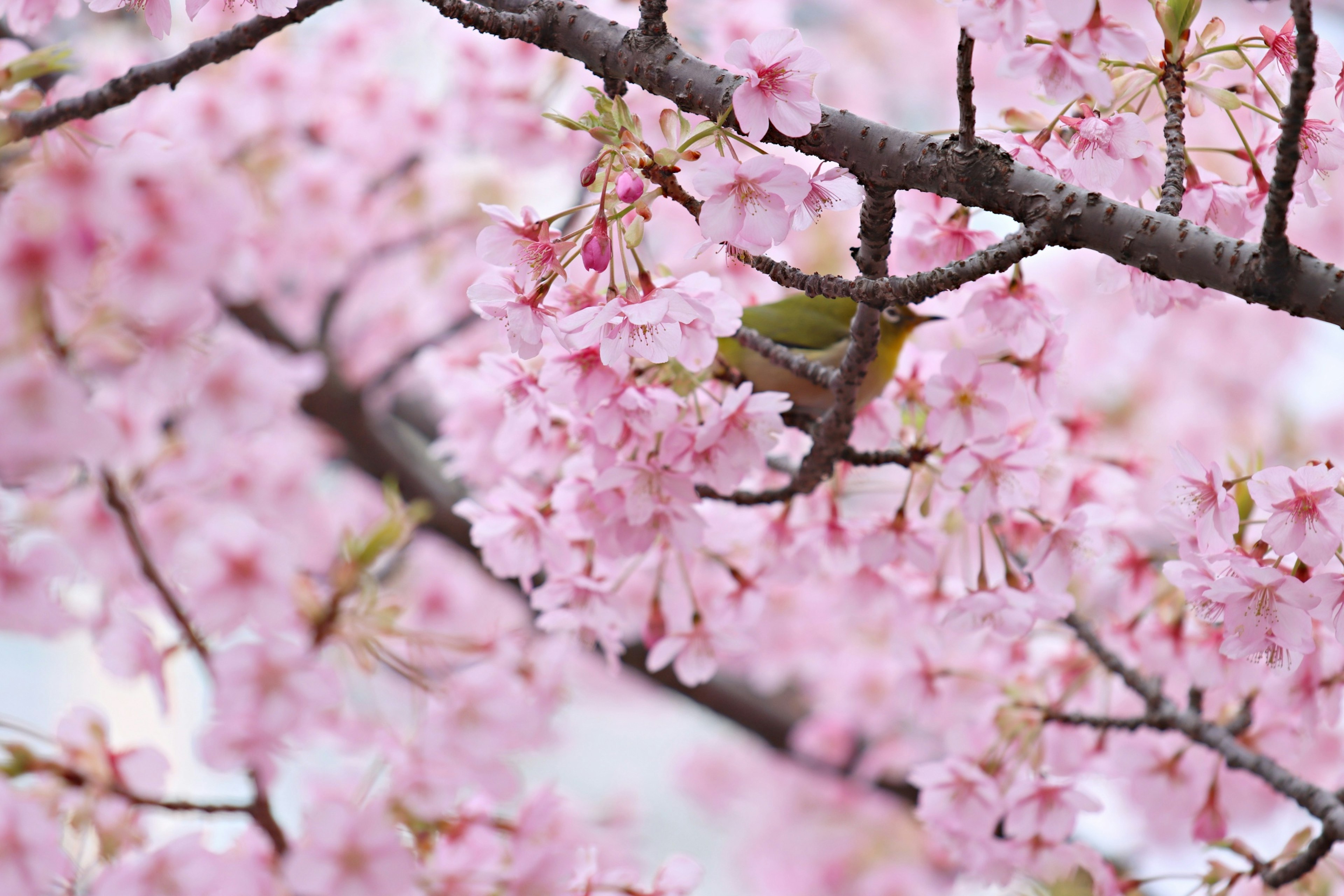 Close-up cabang bunga sakura yang mekar