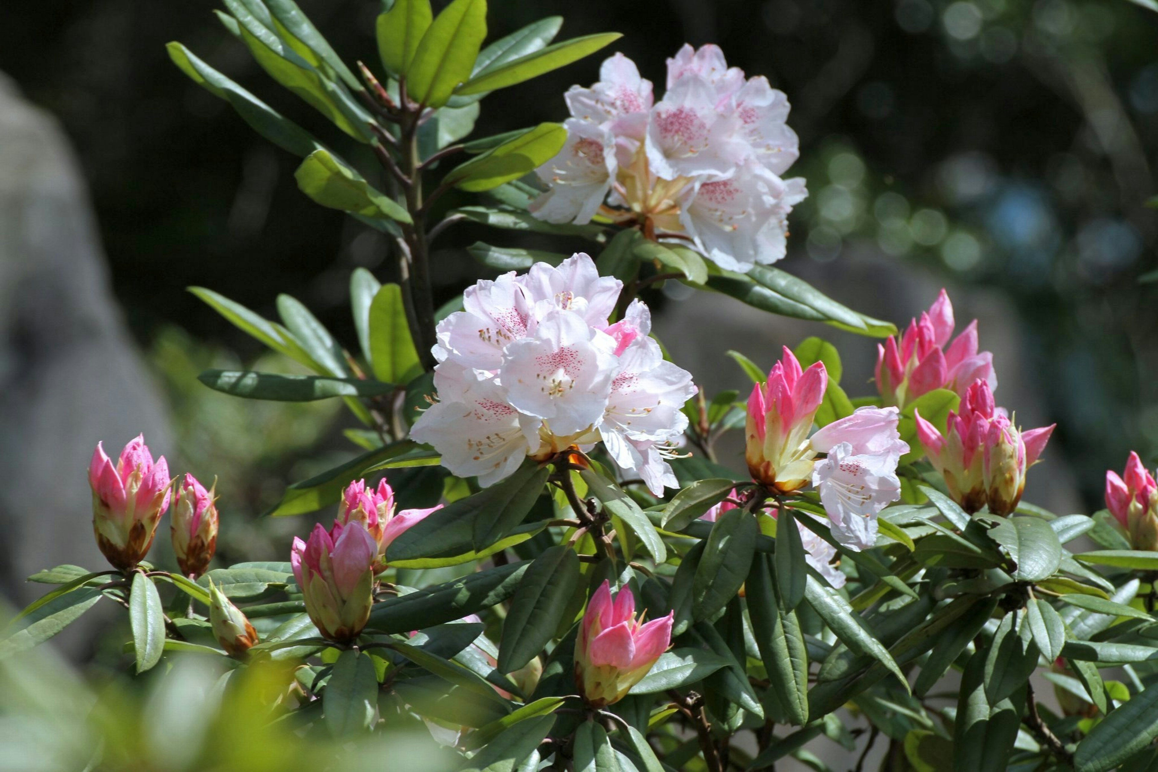 Cabang rhododendron dengan bunga merah muda dan putih