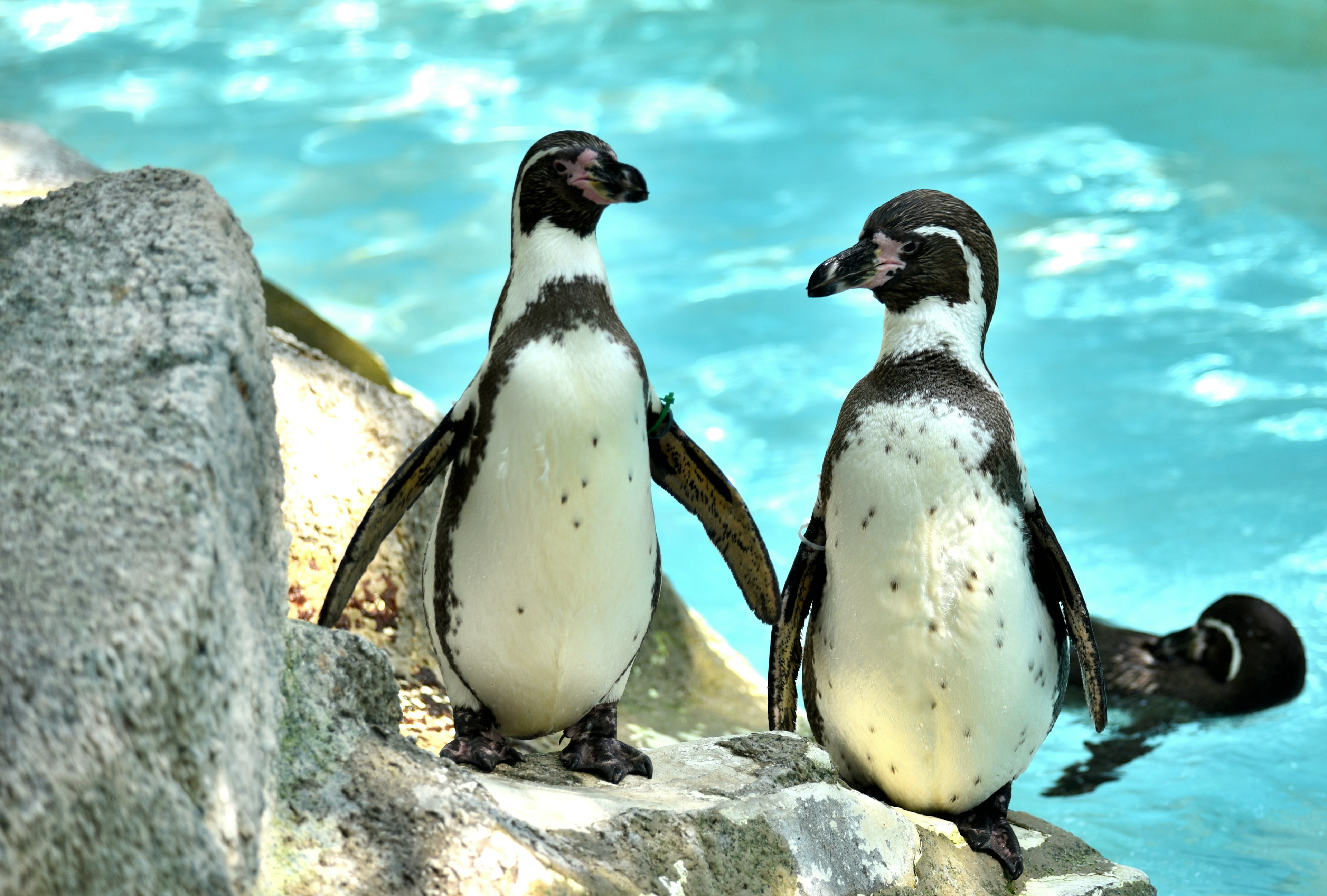 Dos pingüinos de pie junto al agua