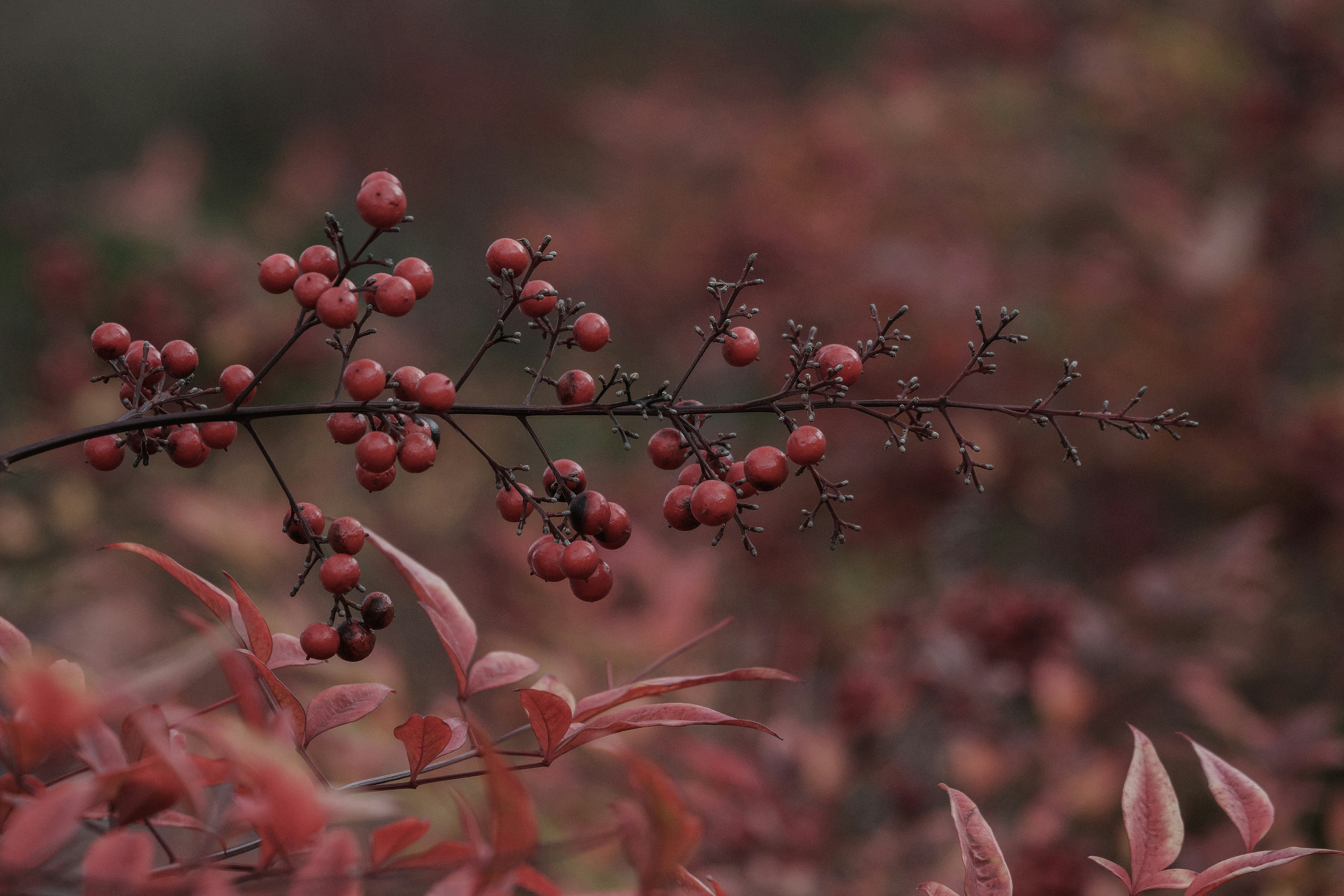 赤い実と葉が特徴的な植物のクローズアップ