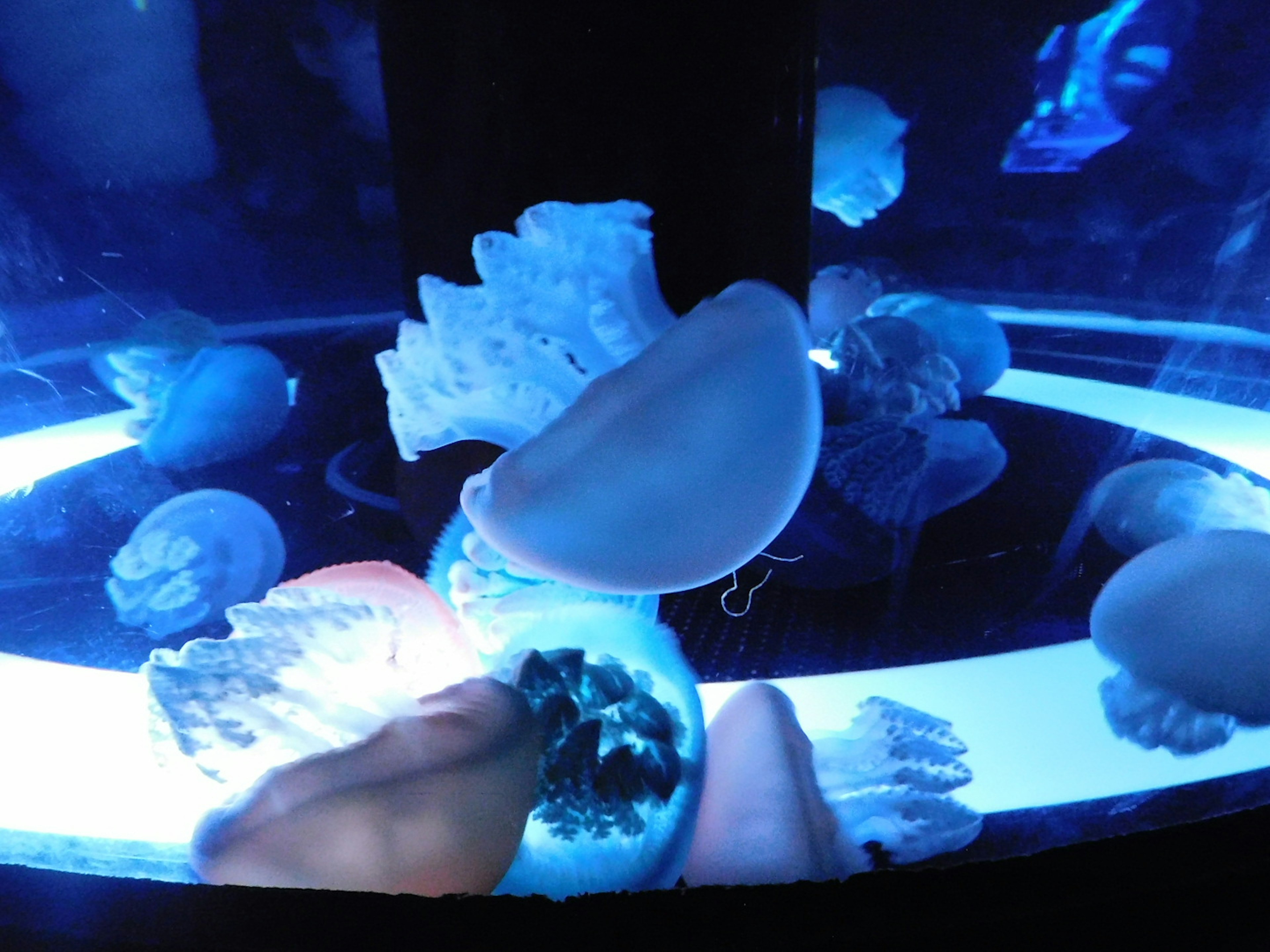 Jellyfish swimming in a tank illuminated by blue light