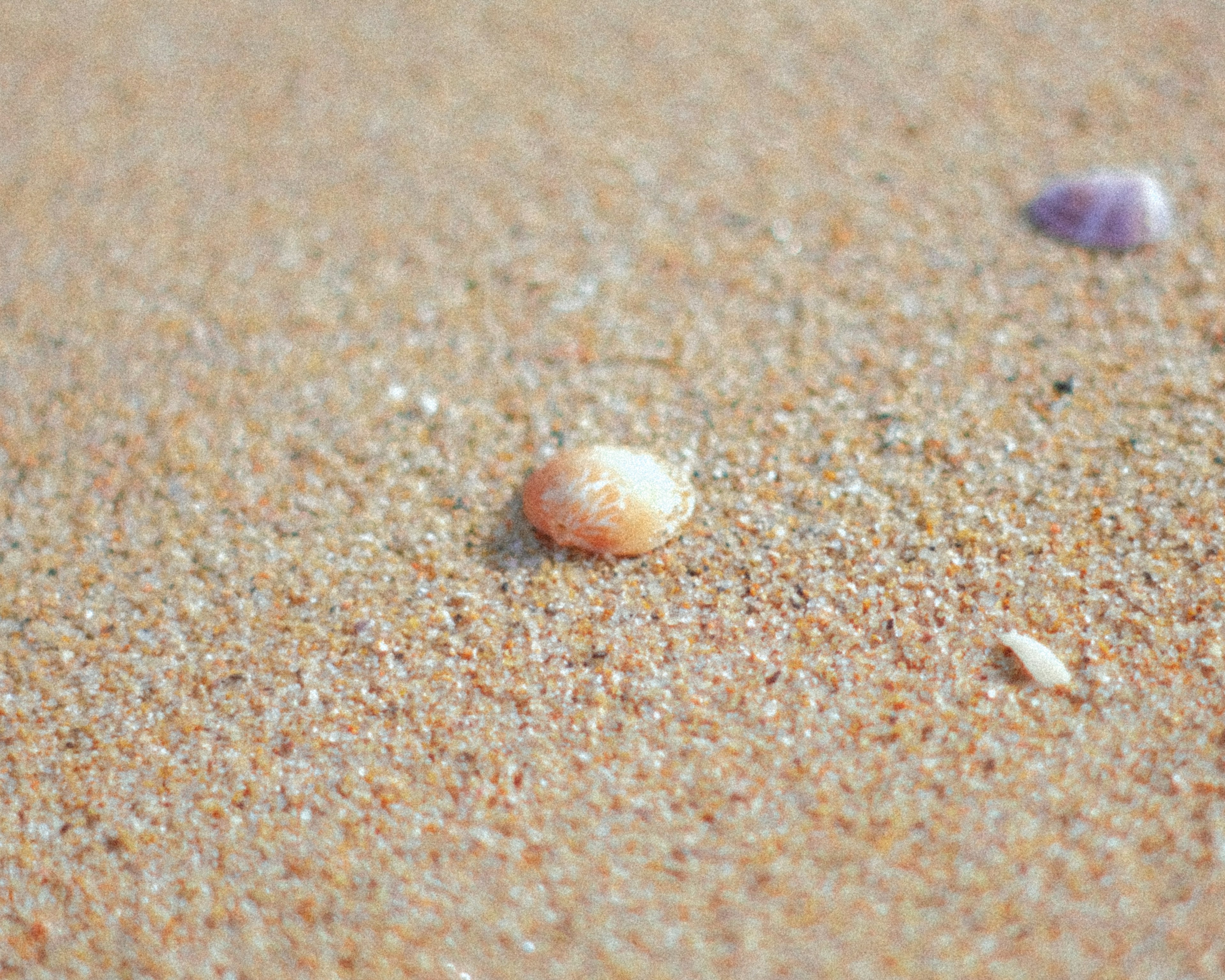 ภาพระยะใกล้ของเปลือกหอยเล็กบนชายหาดทราย