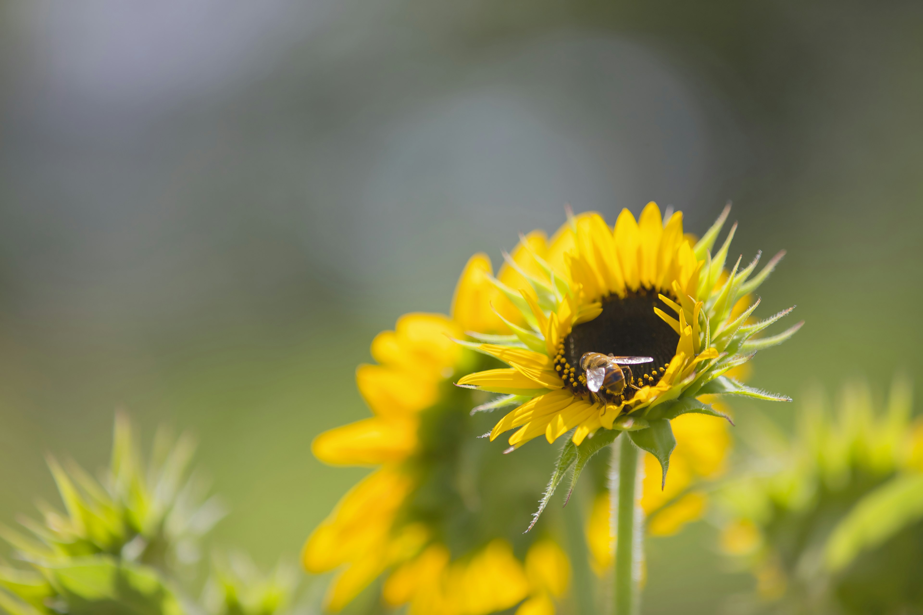 Primo piano di un'ape all'interno del centro di un girasole