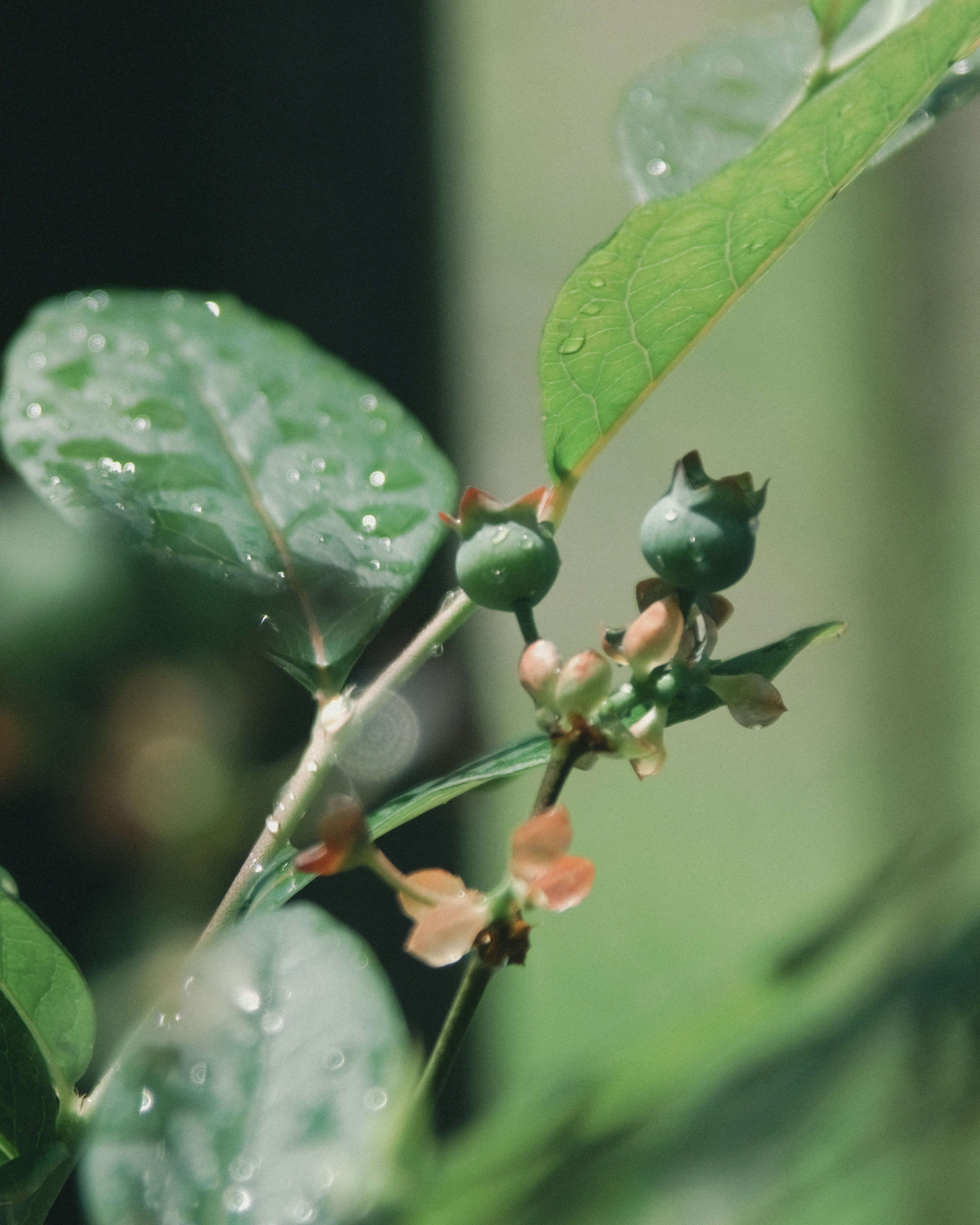 緑色の葉と未成熟な果実がある植物のクローズアップ