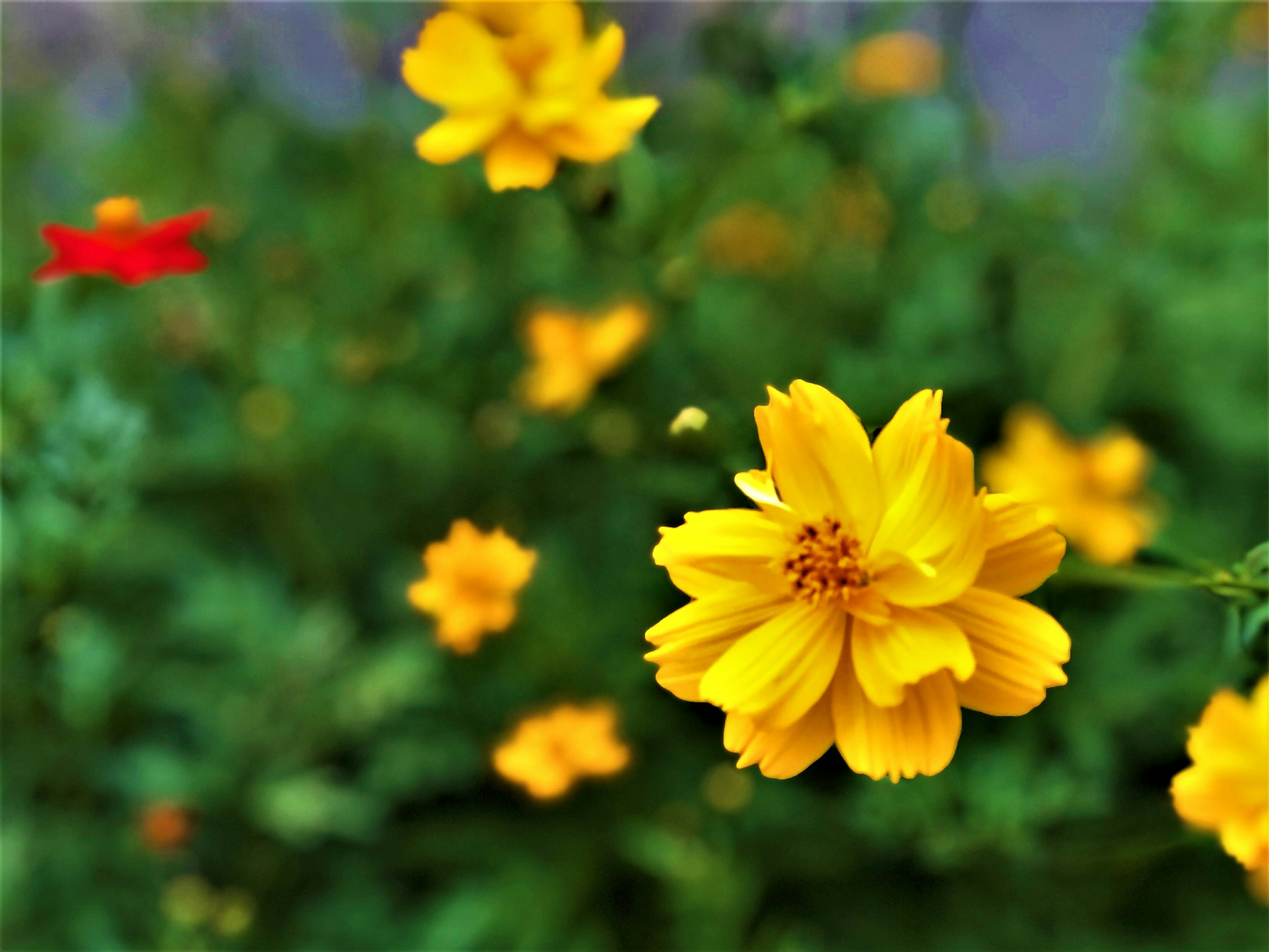 Lebendige gelbe Blumen blühen mit einer roten Blume im Hintergrund