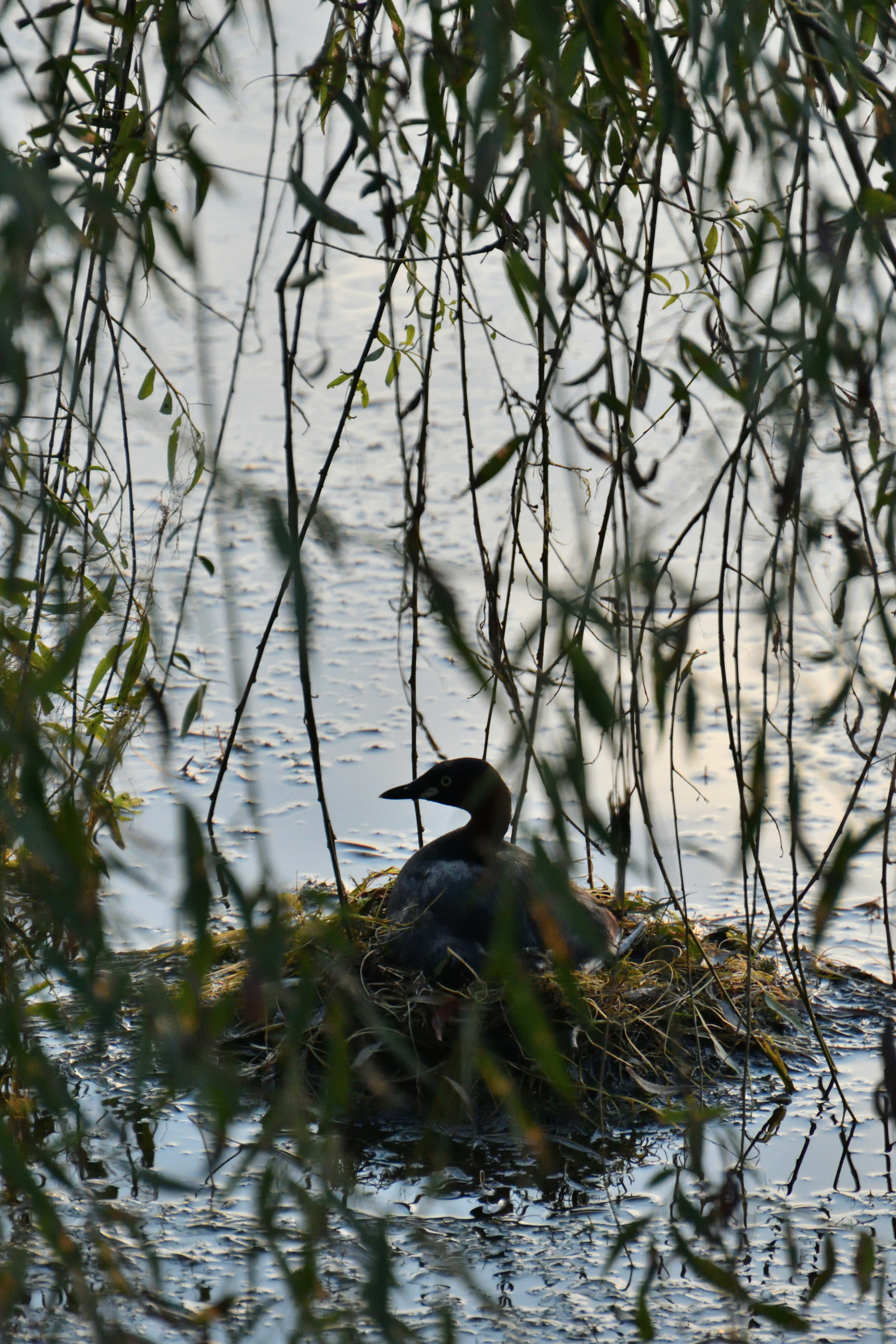 Un oiseau assis sur un nid au bord de l'eau, capturé à travers des branches de saule