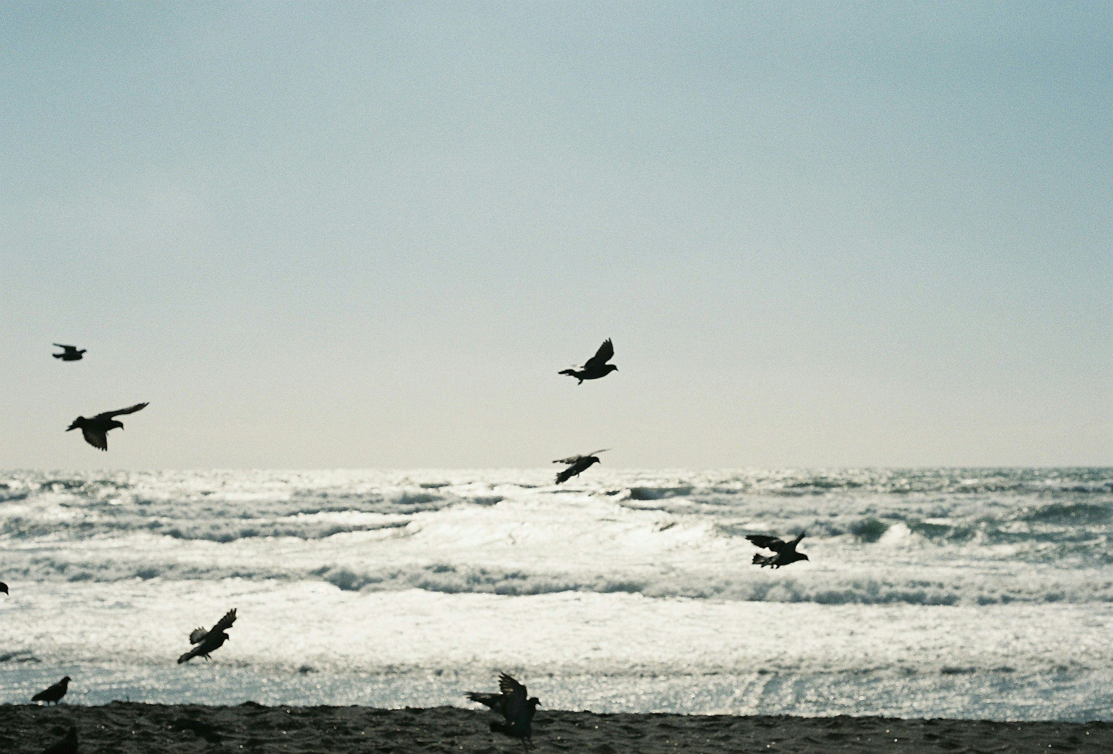 Birds flying over the waves at the coast