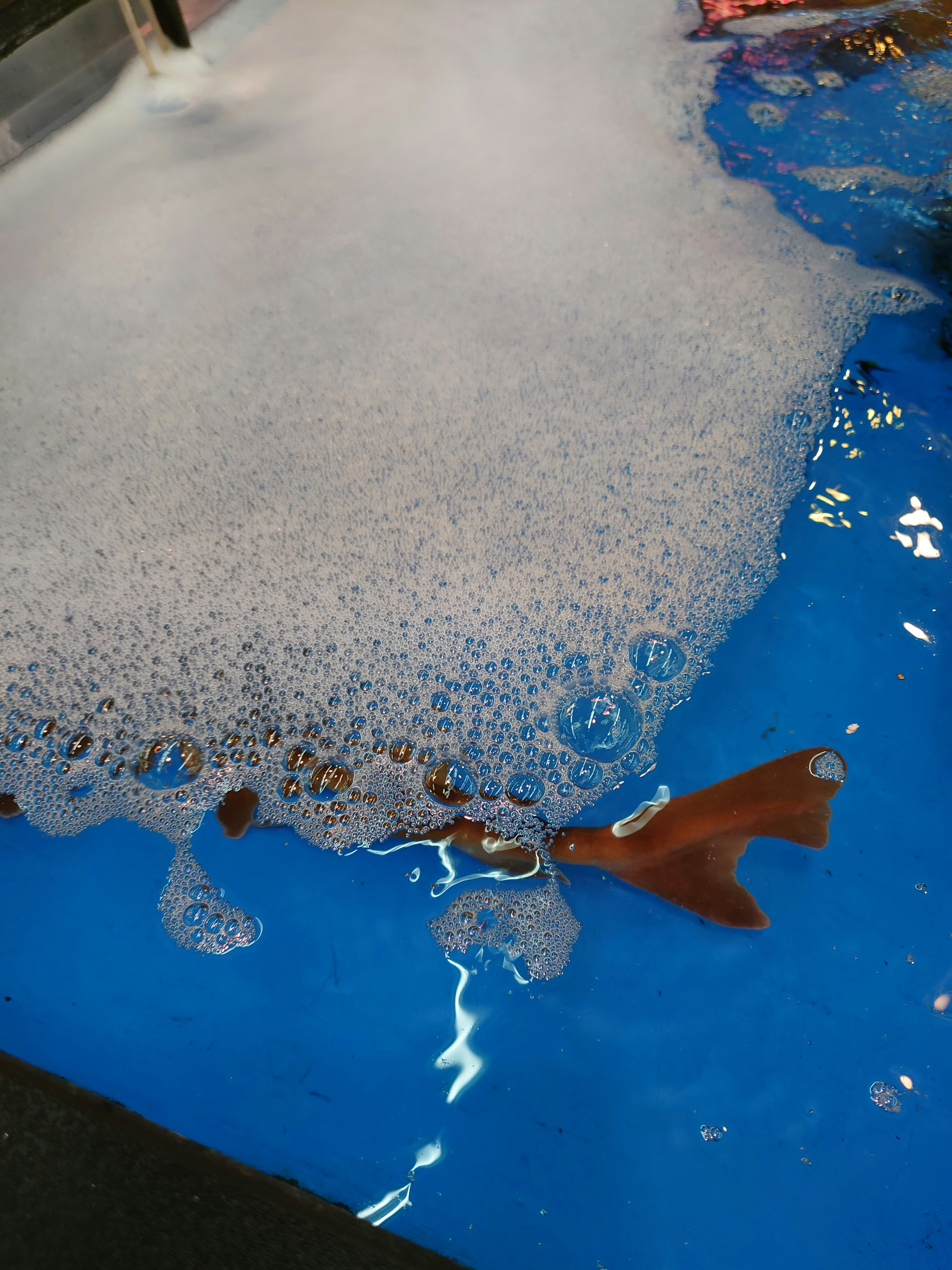 Image of bubbles floating on a blue surface