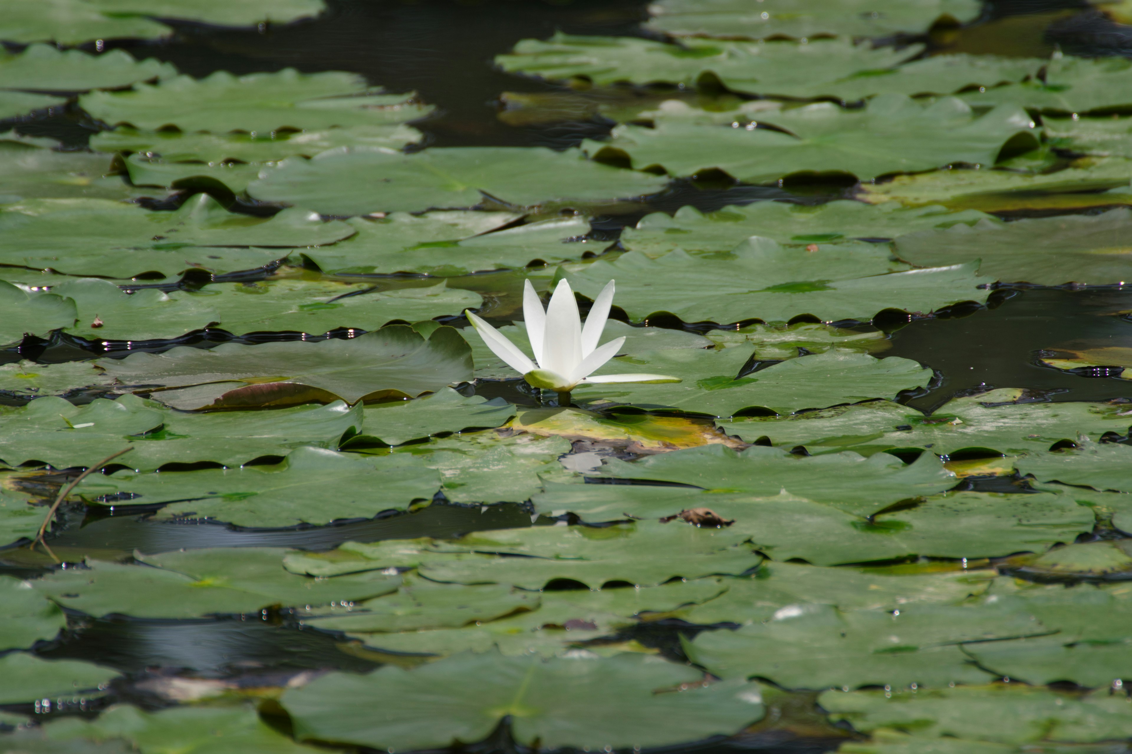 Teratai putih mekar di kolam dikelilingi daun teratai hijau