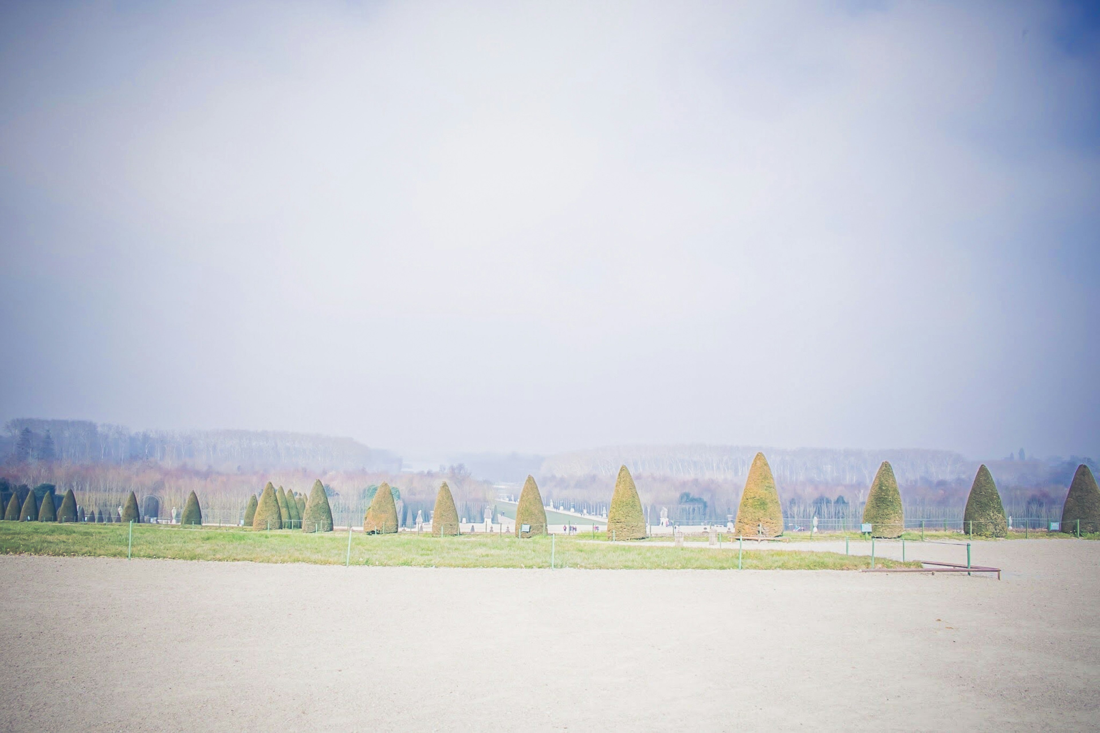 Row of trees in fog with green grass field