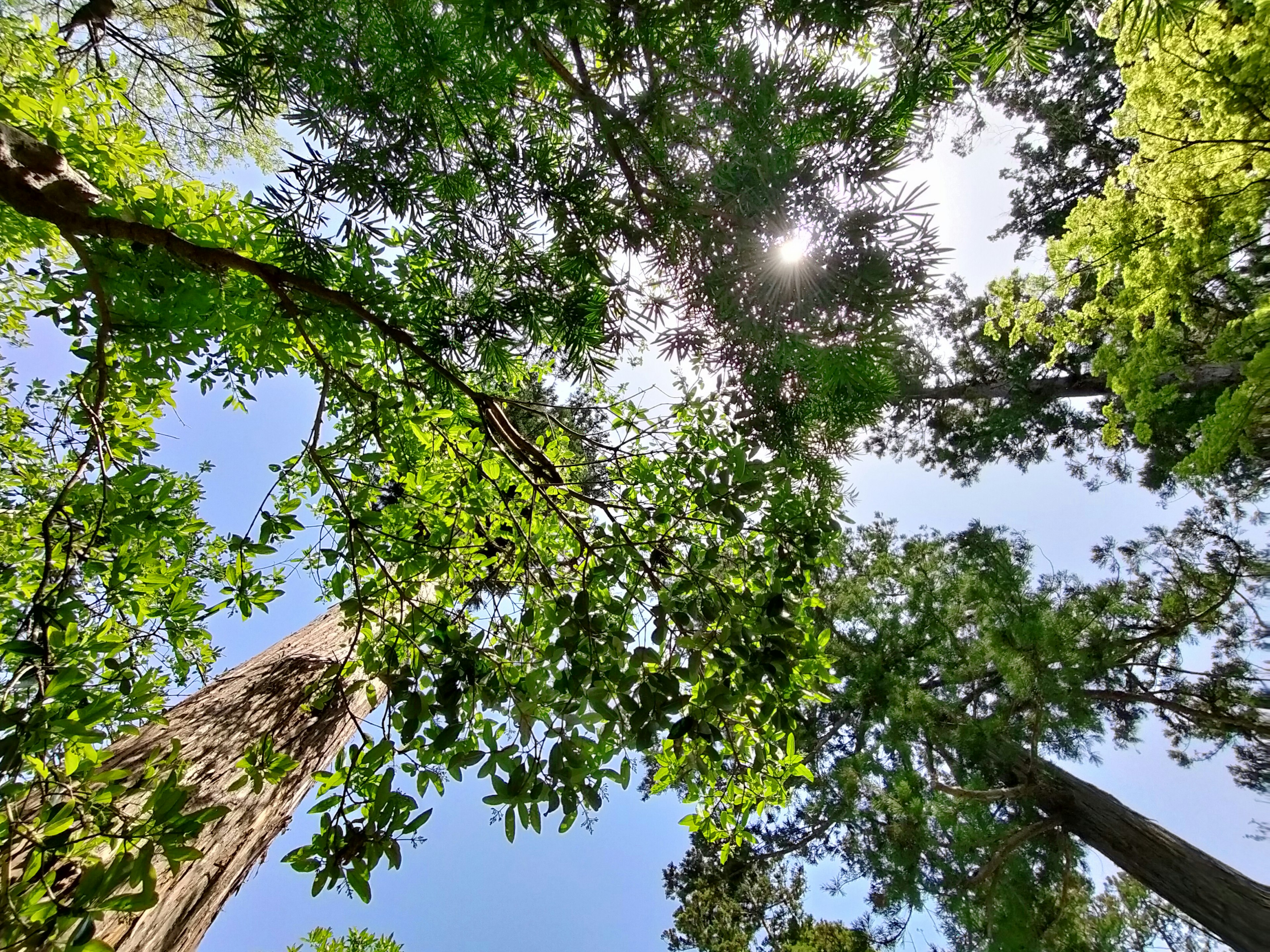 Feuillage vert luxuriant vu d'en bas avec un ciel bleu clair