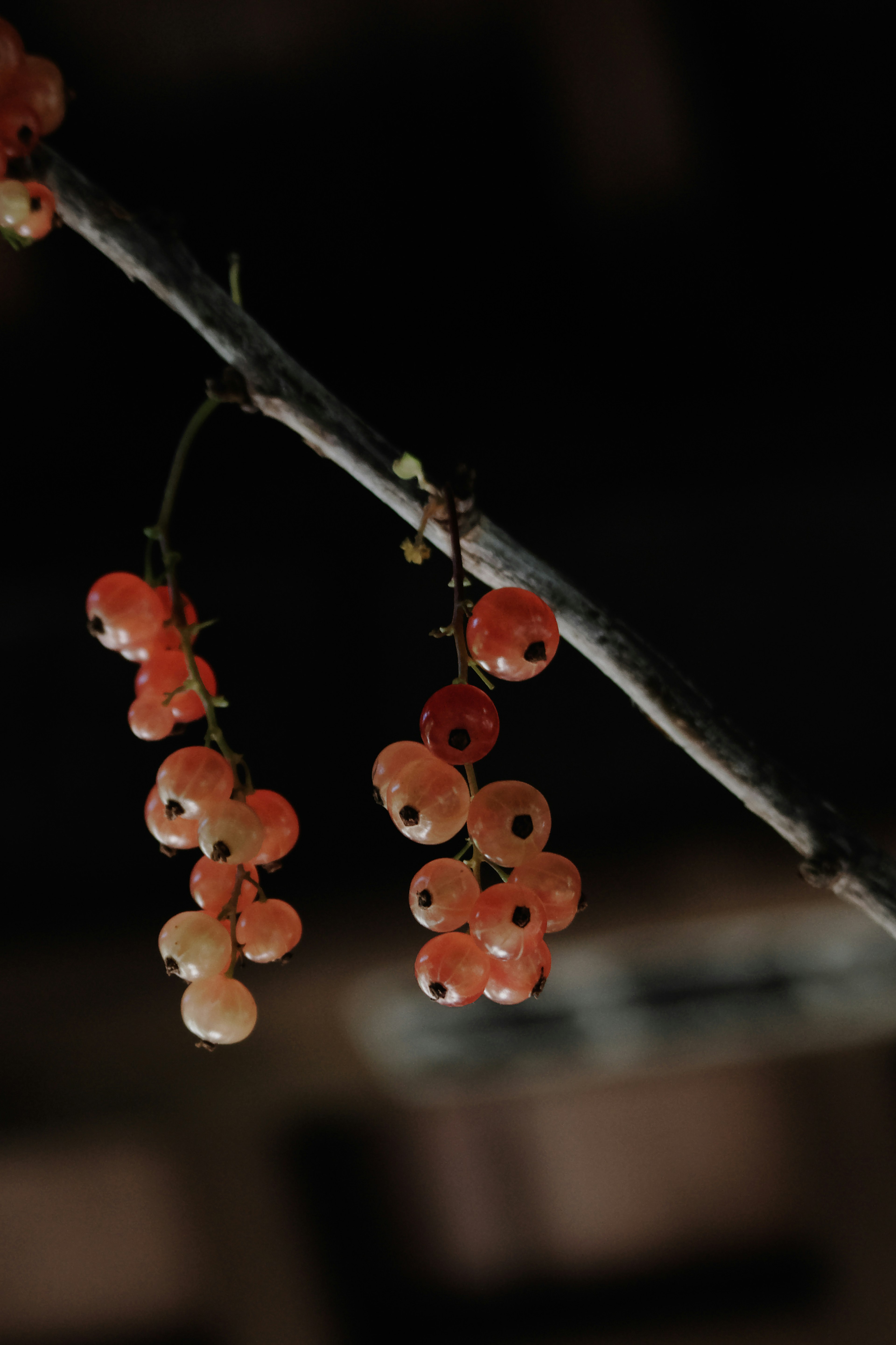 Zweig mit orangefarbenen Beeren vor dunklem Hintergrund