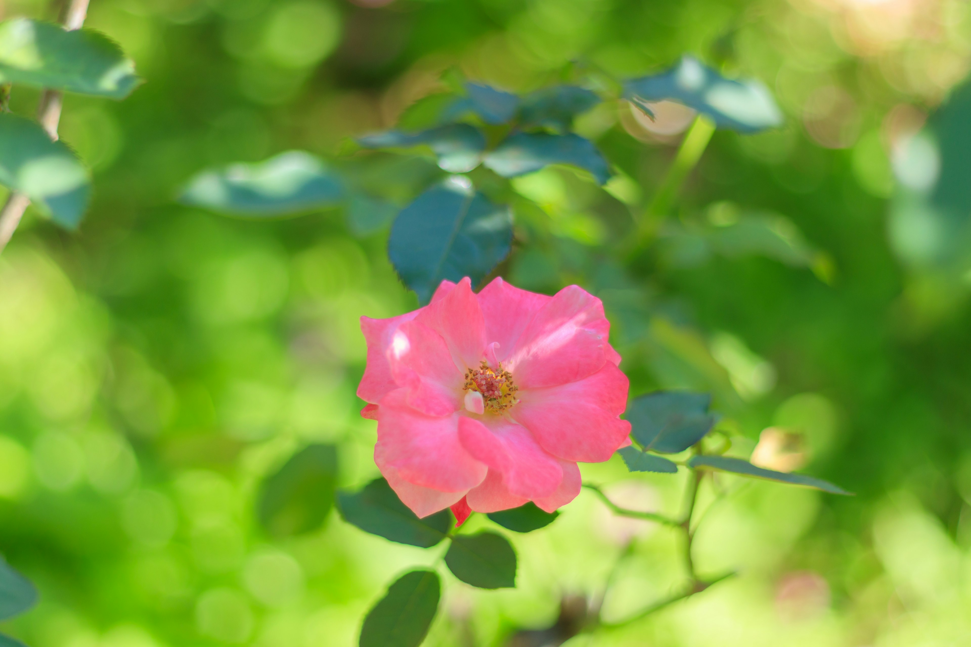 Fleur de rose rose épanouie sur fond vert