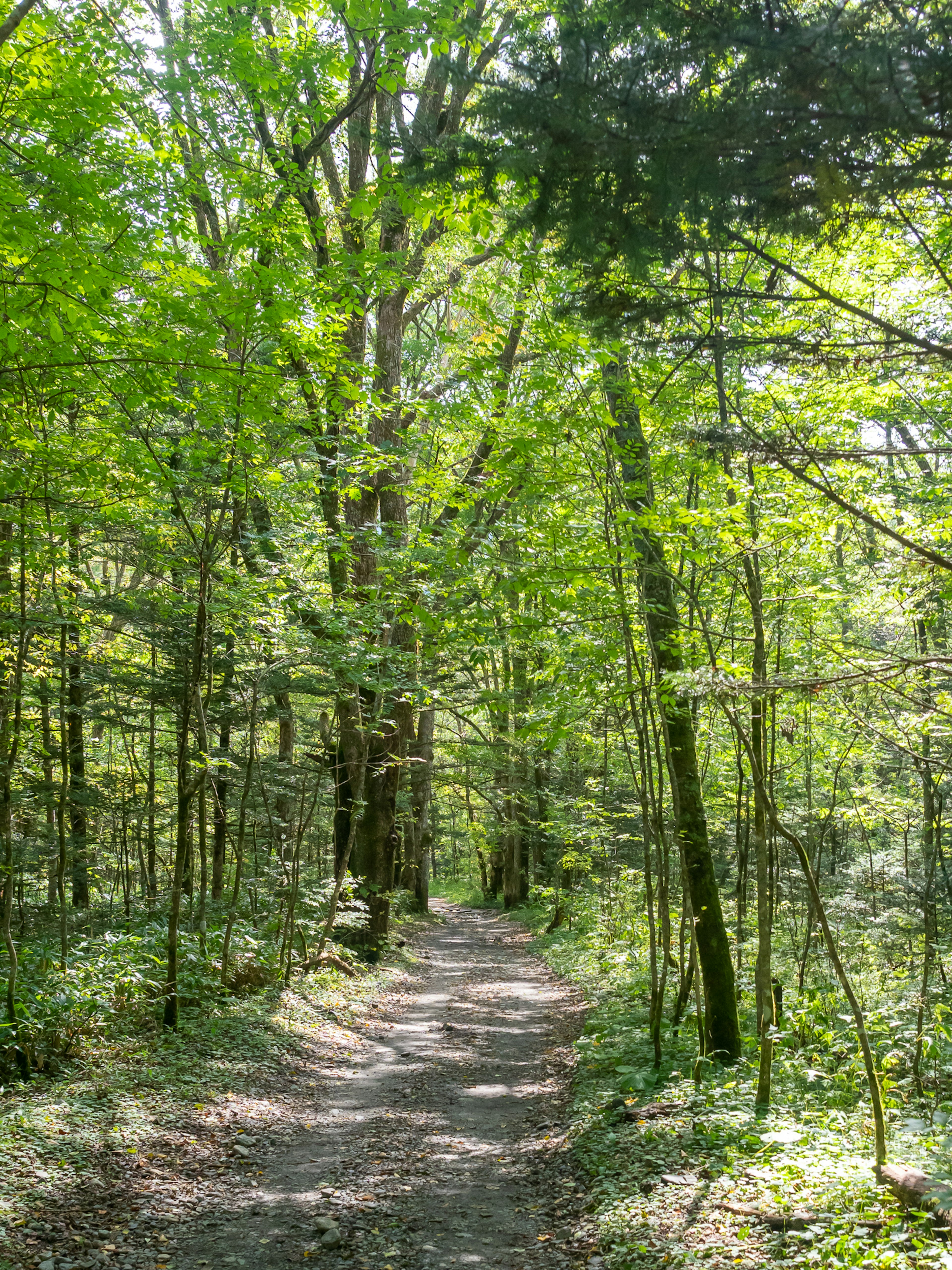 A tranquil forest path surrounded by green trees