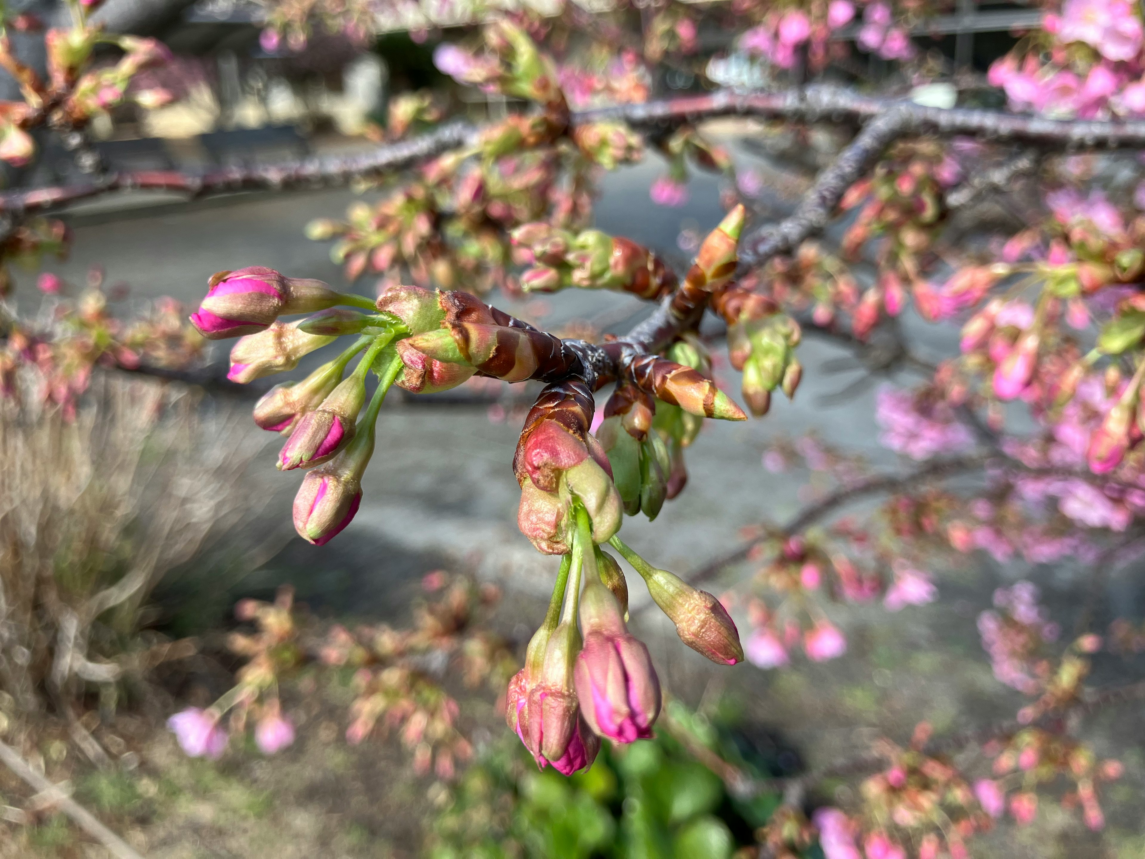 Bajos de cerezo en tono rosa listos para florecer