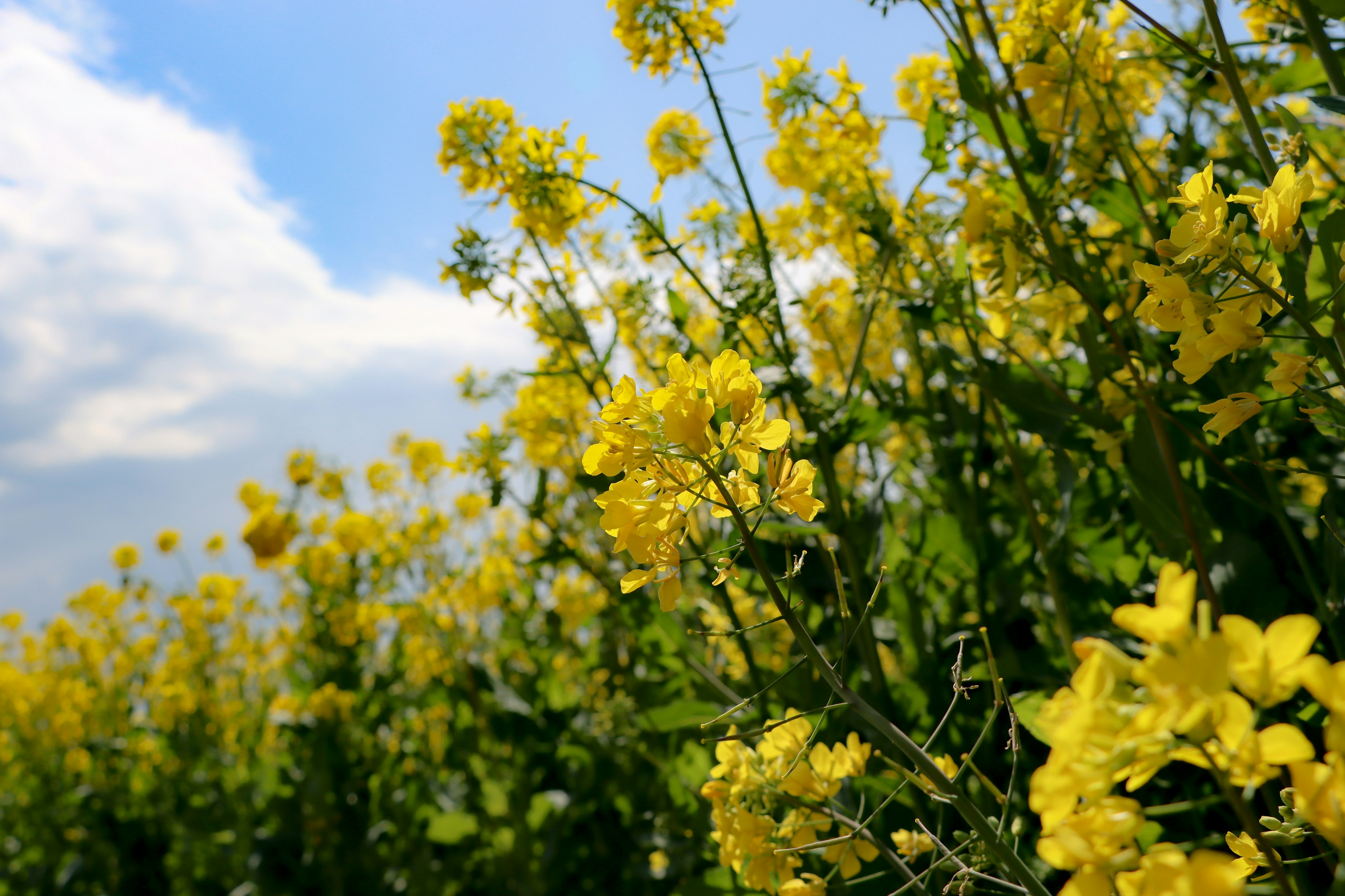 Un campo di fiori gialli in fiore sotto un cielo blu con nuvole bianche