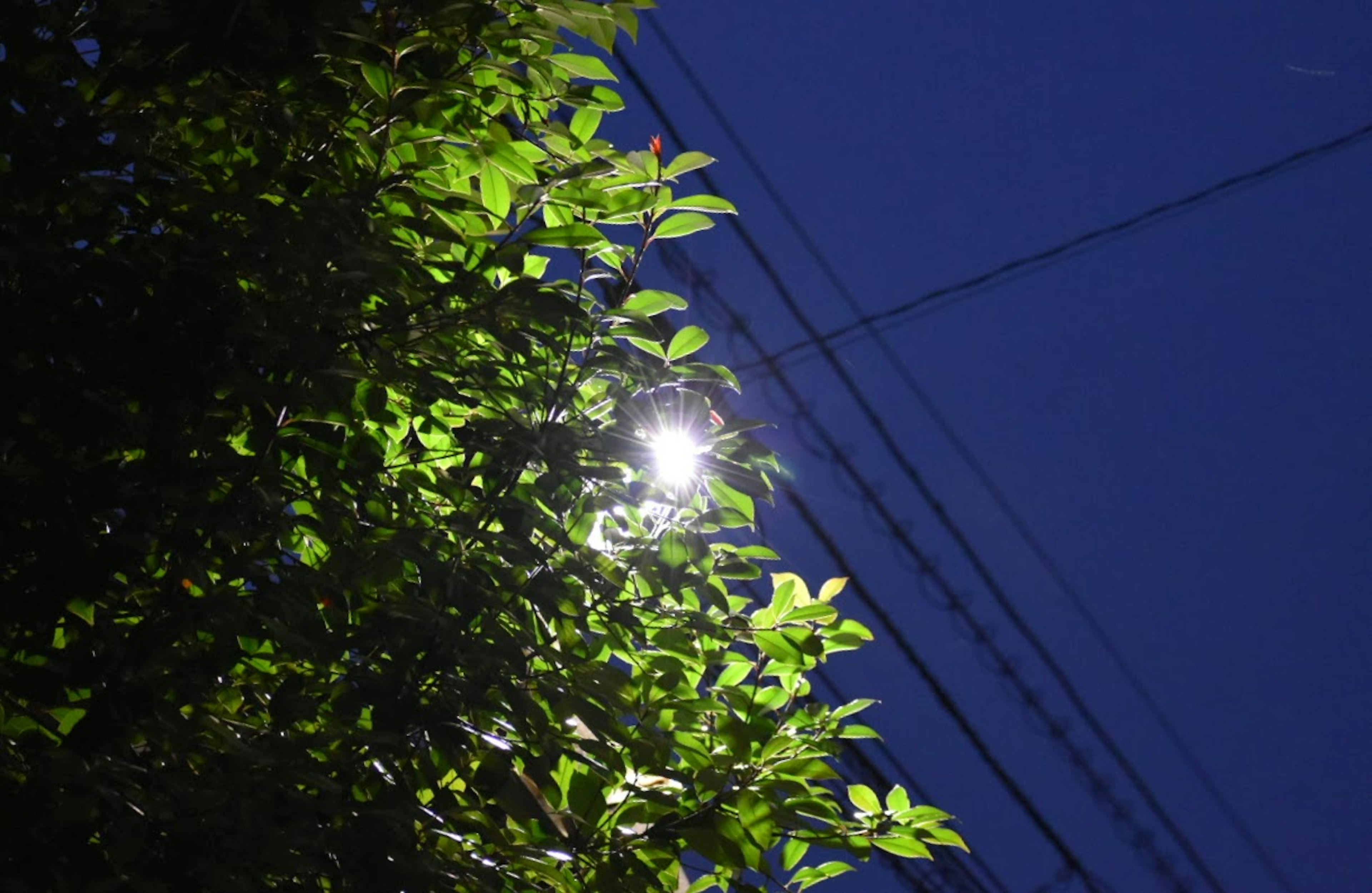 Hojas iluminadas por una farola bajo un cielo nocturno