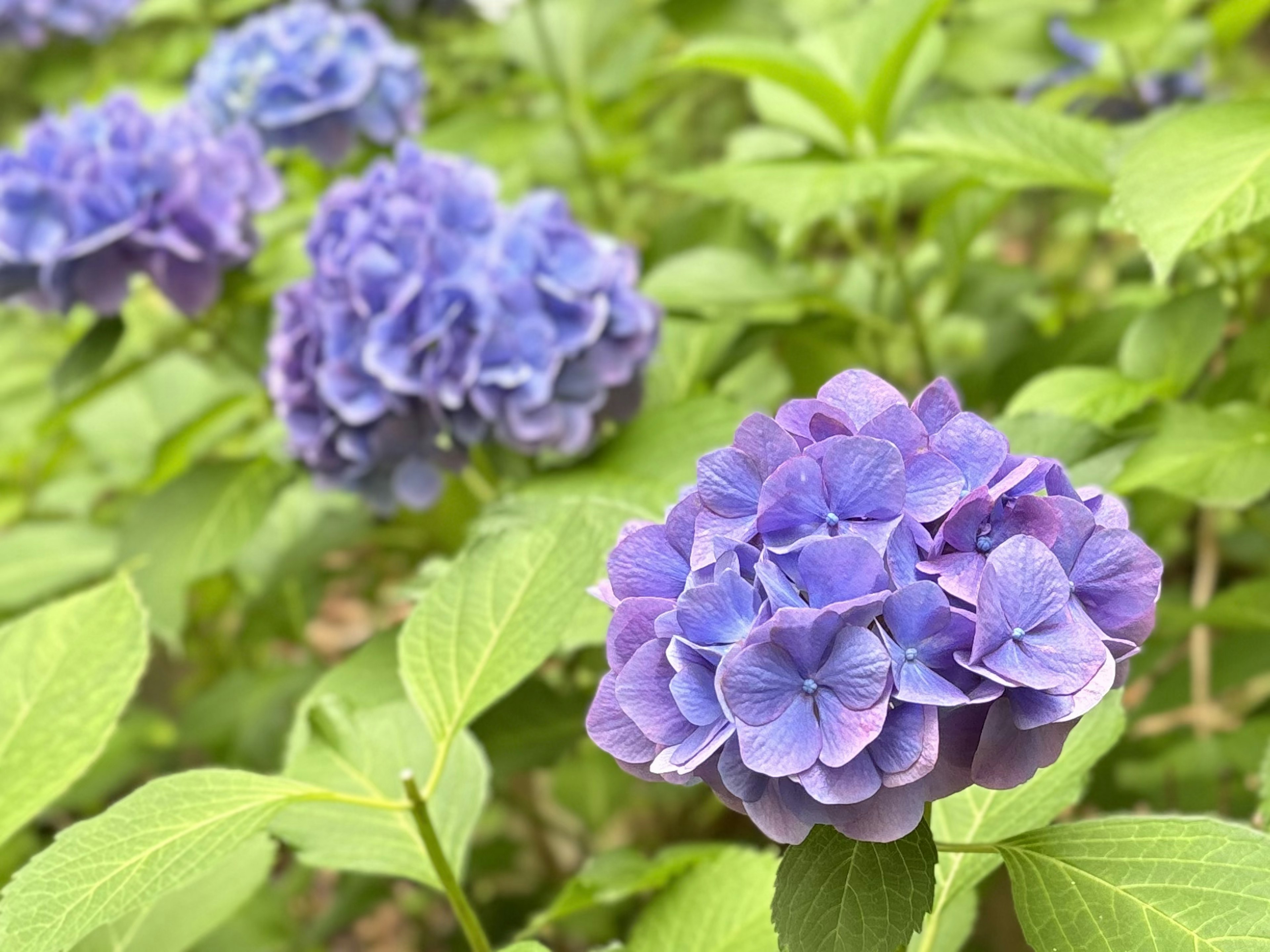 美しい紫色のアジサイの花と緑の葉が特徴の風景