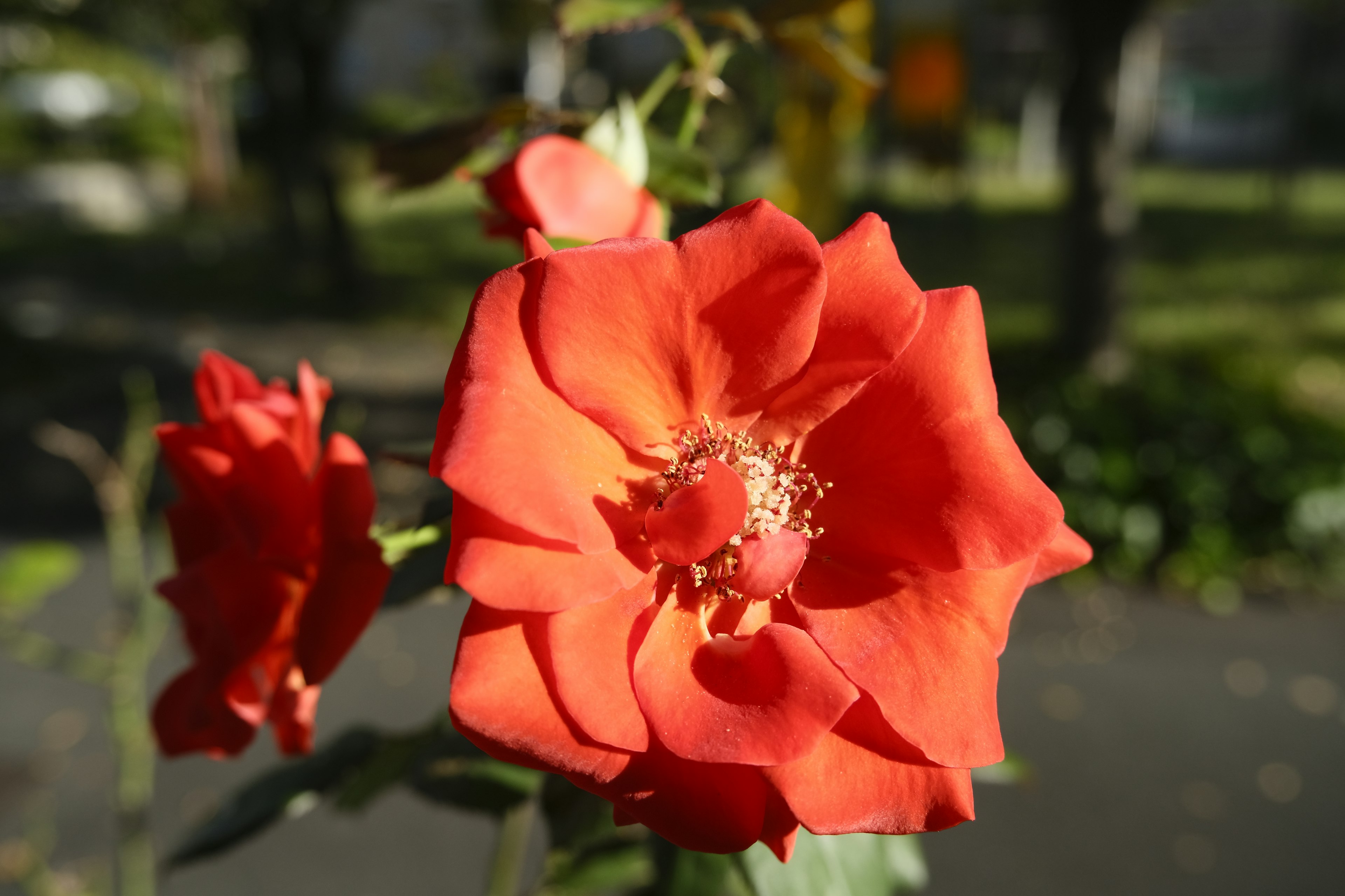 Close-up of a vibrant red rose blooming with green leaves and a blurred background