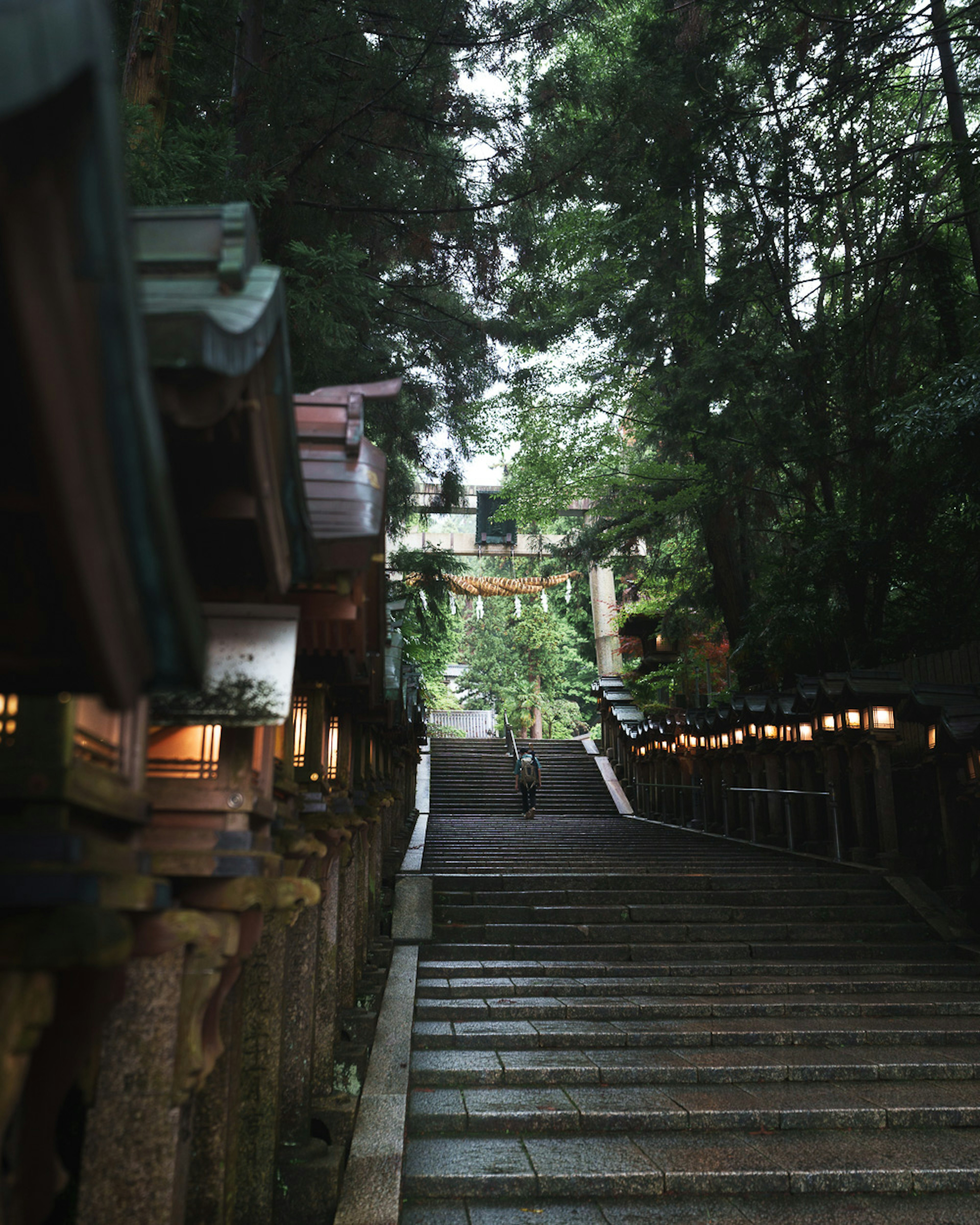 Stone steps leading through a forest with lanterns lining the path