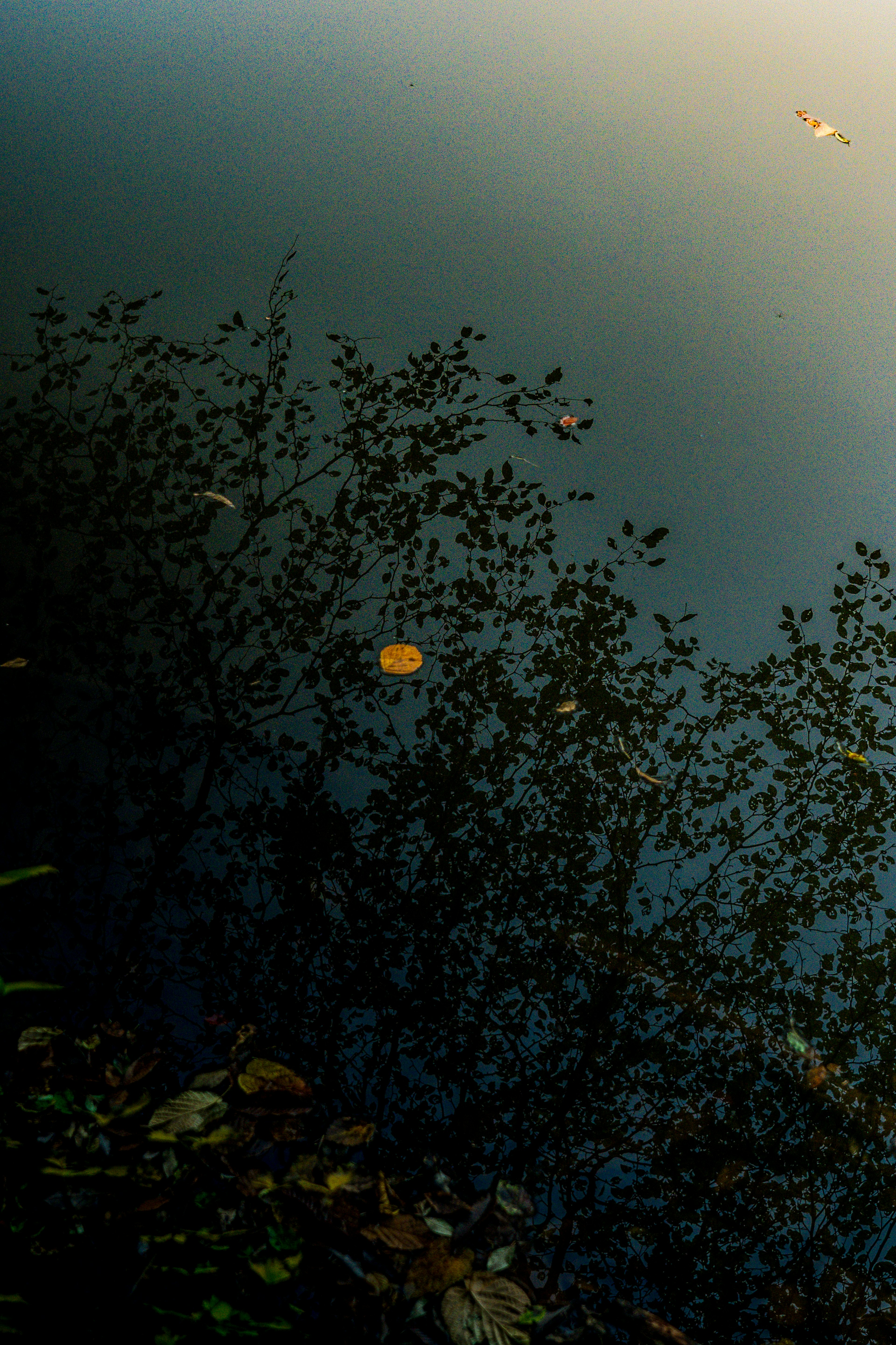 Calm scene with leaves and aquatic plants reflected on the water surface