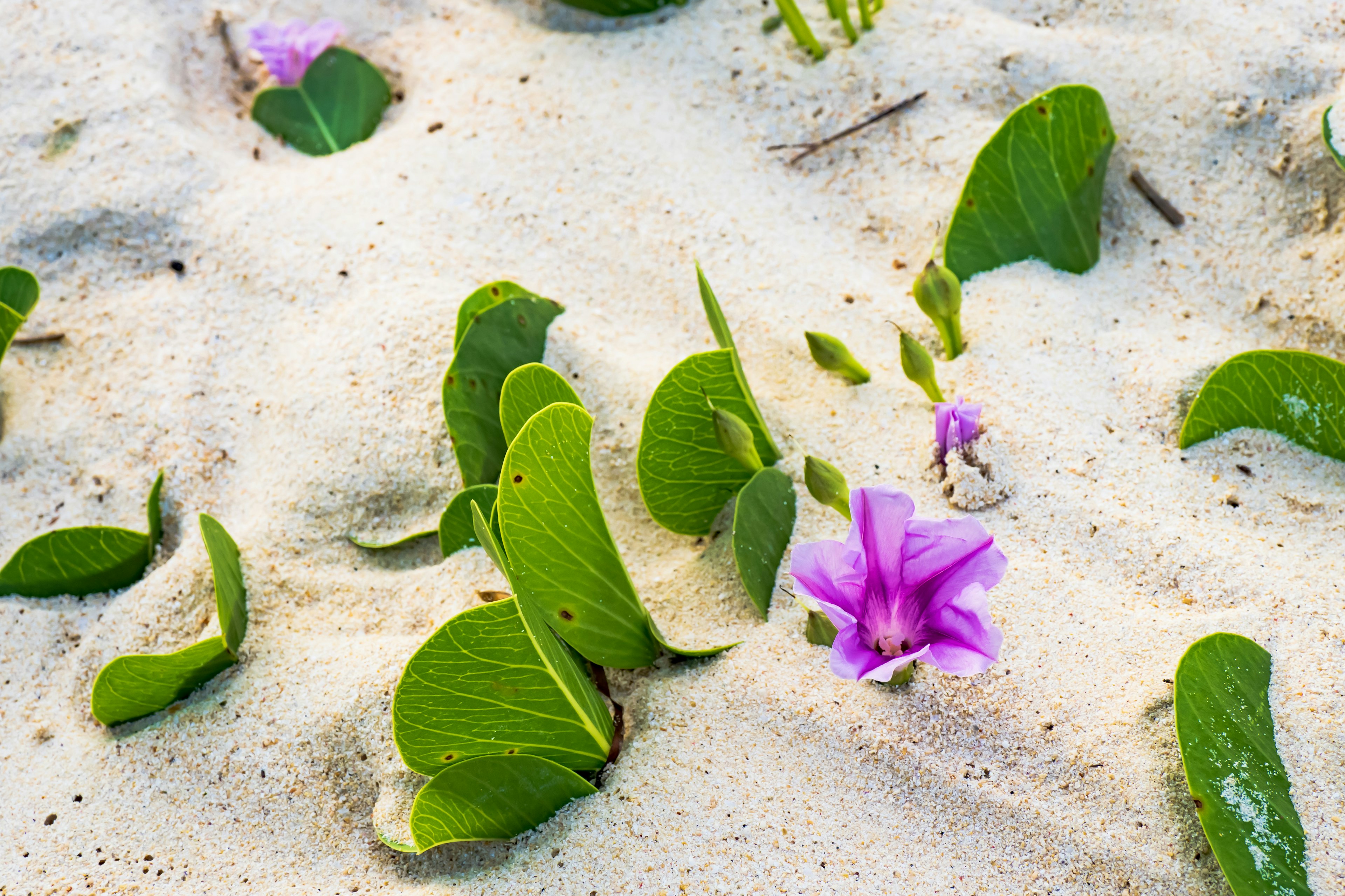 Purple flower and green leaves on sandy beach