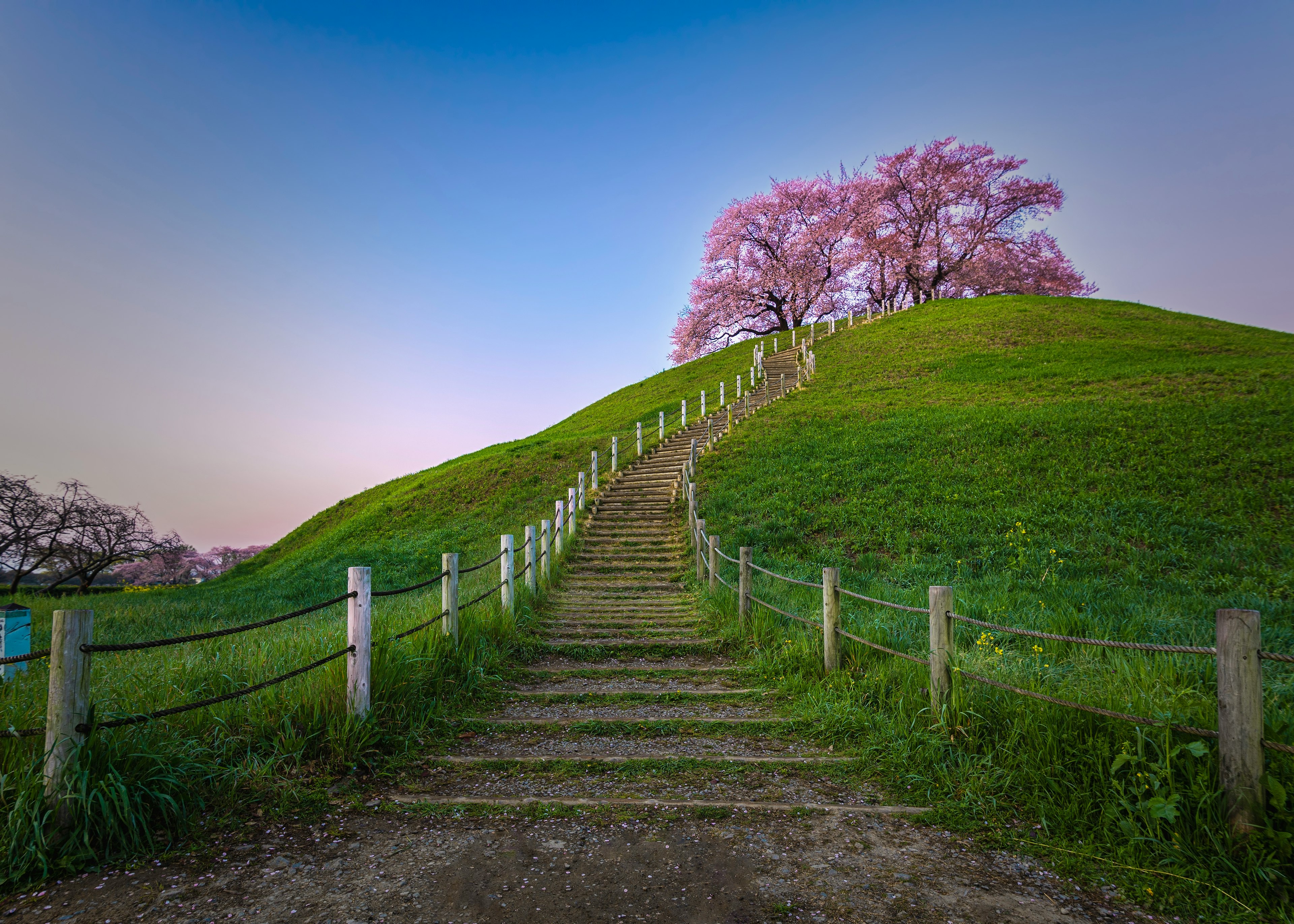 緑の丘の上に桜の木があり階段が続いている風景